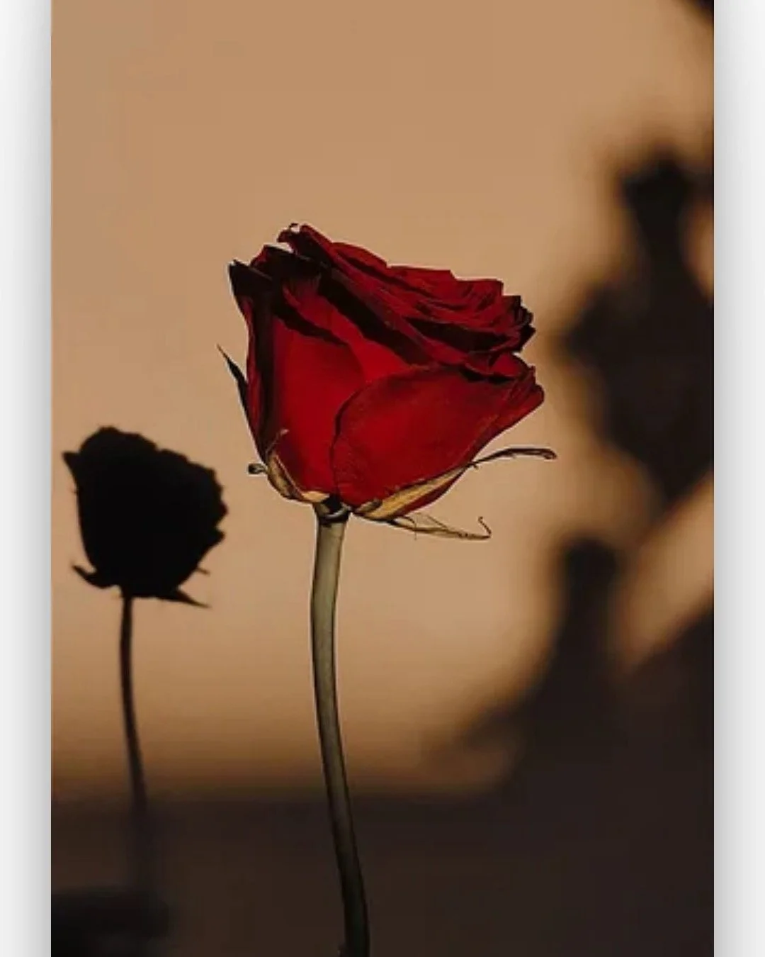 Softness Is Not A Weakness: Redefining Beauty in This Season Of My Life 