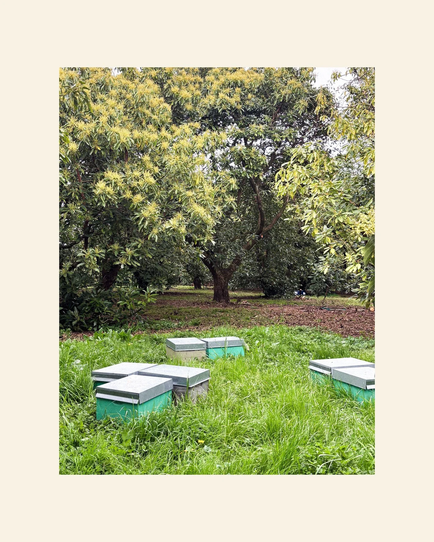 Our beekeeper Luke recently moved some of our bees to a new home in Aongatete. They&rsquo;re super happy, strong, and hard at work!