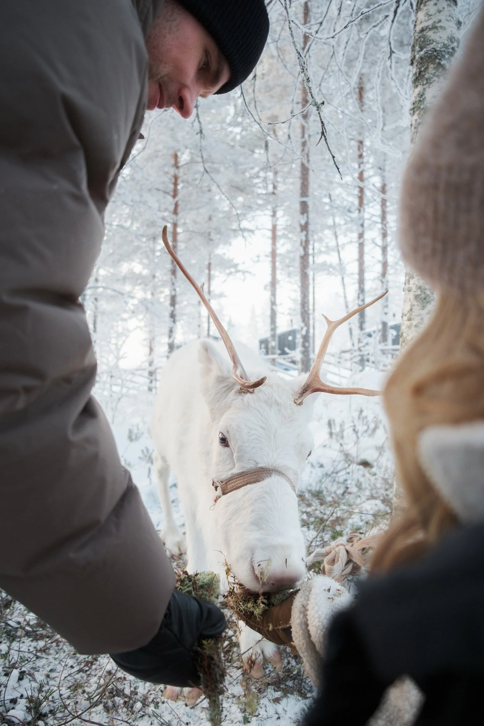 Two people in winter clothing interacting with a white reindeer with antlers in a snowy forest.
