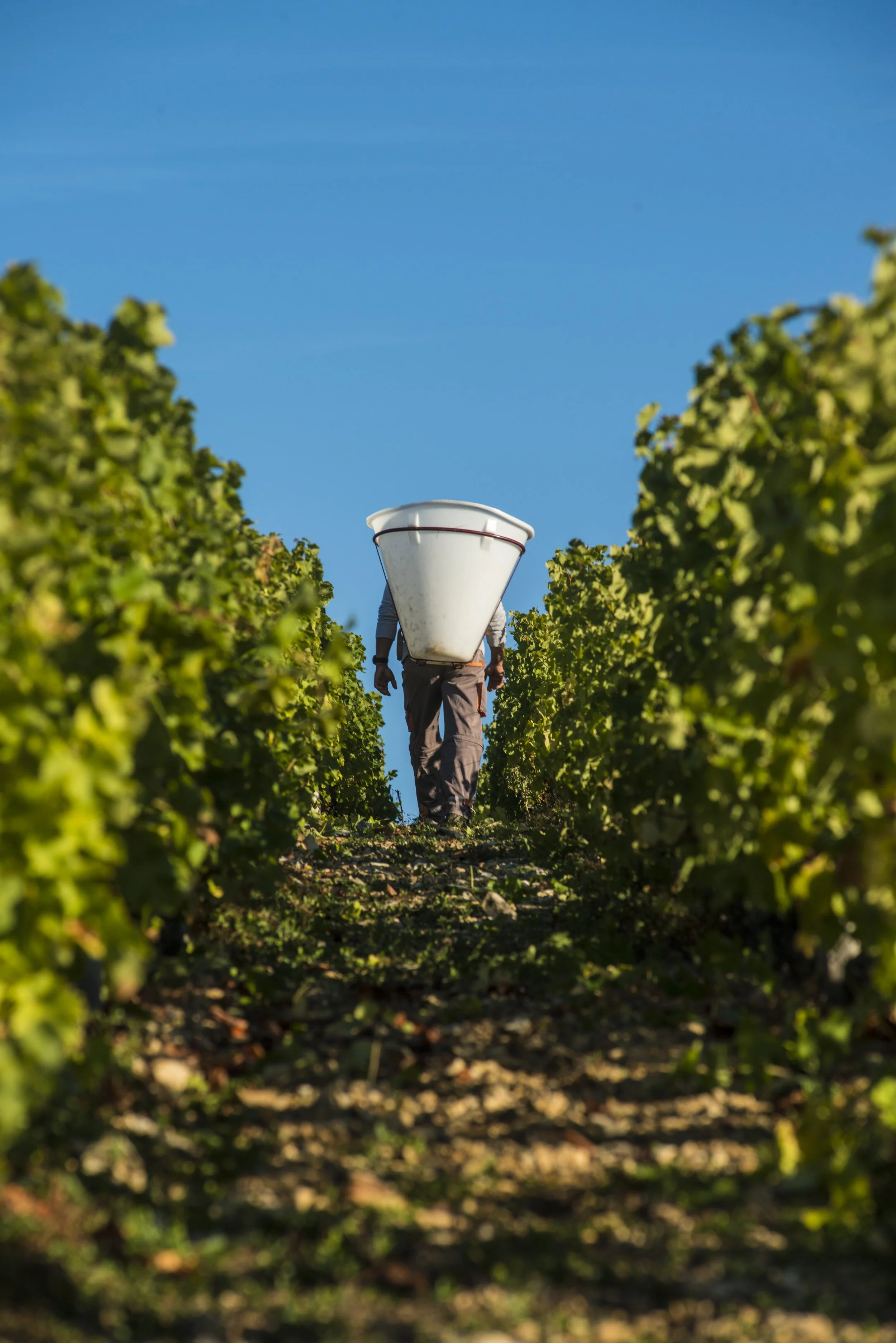 07 LAPORTE Vendanges © Jean-Philippe Ehrmann.jpg