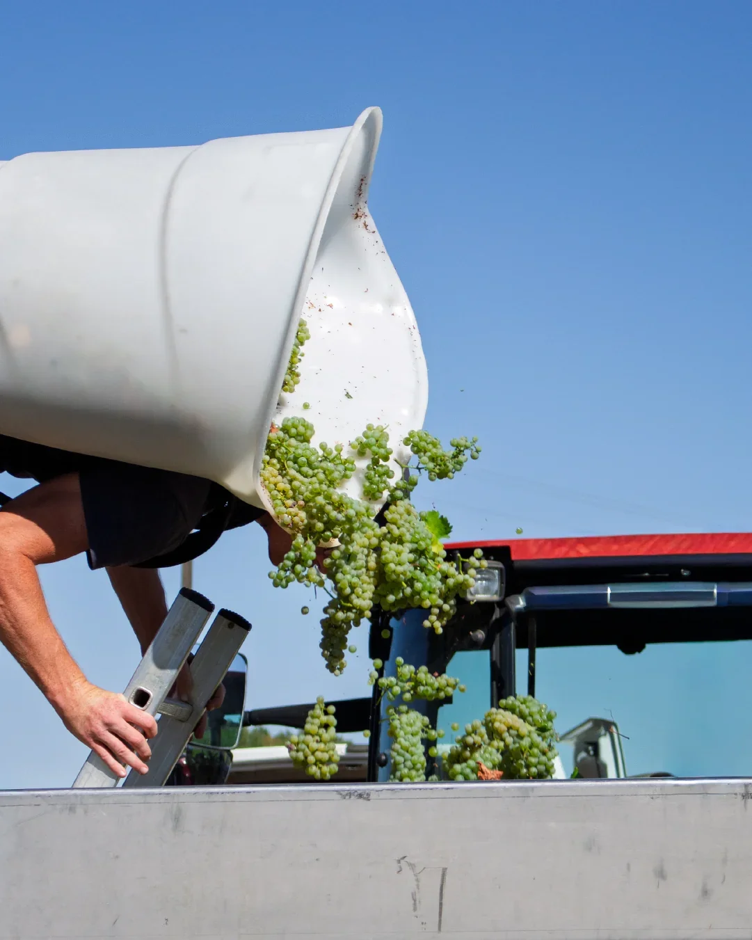 Suivez les vendanges 2026 au domaine