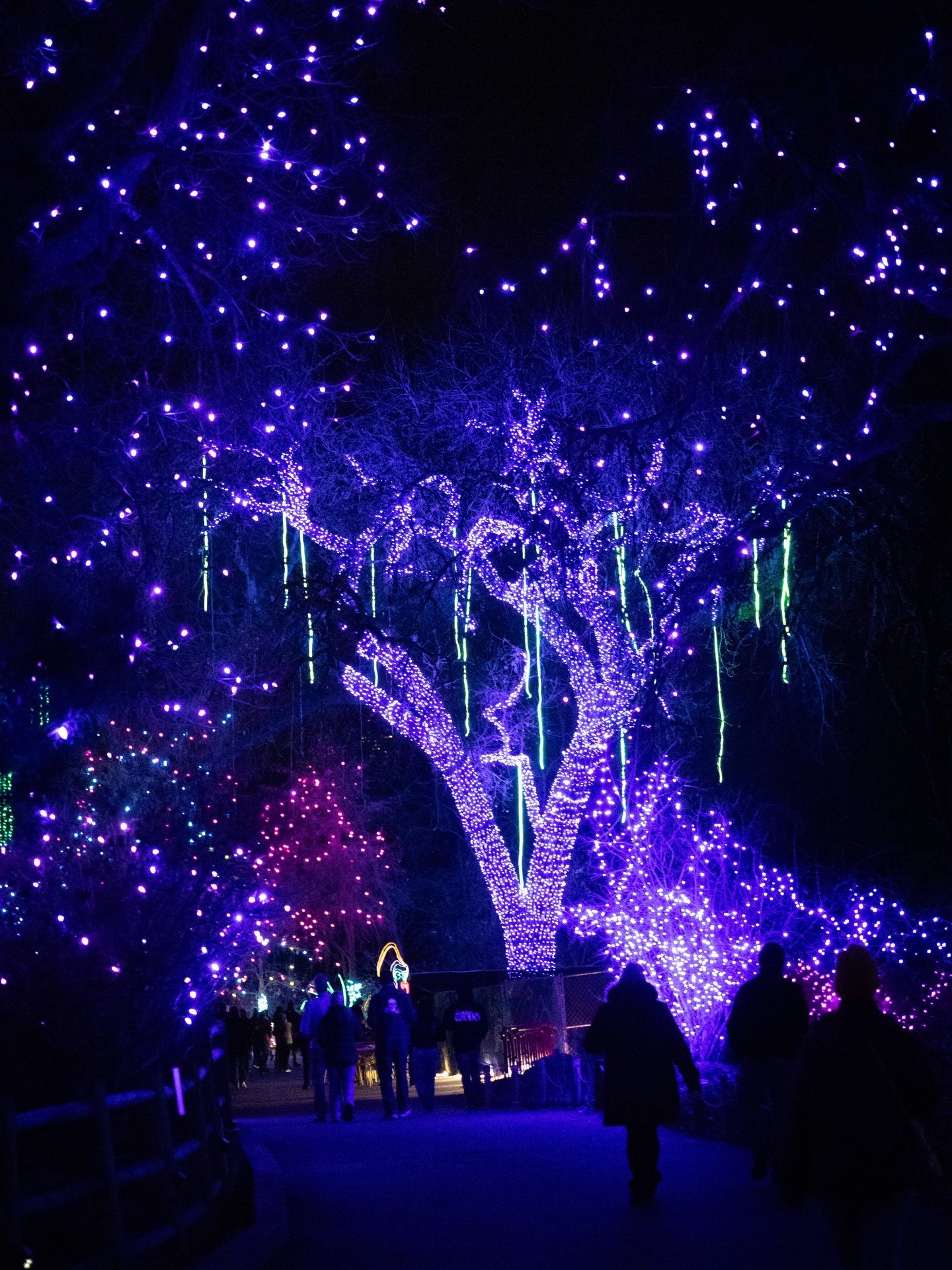 Denver Zoo Lights 2025 

#Denver #denverzoo #denverzoolights #photography #colorado