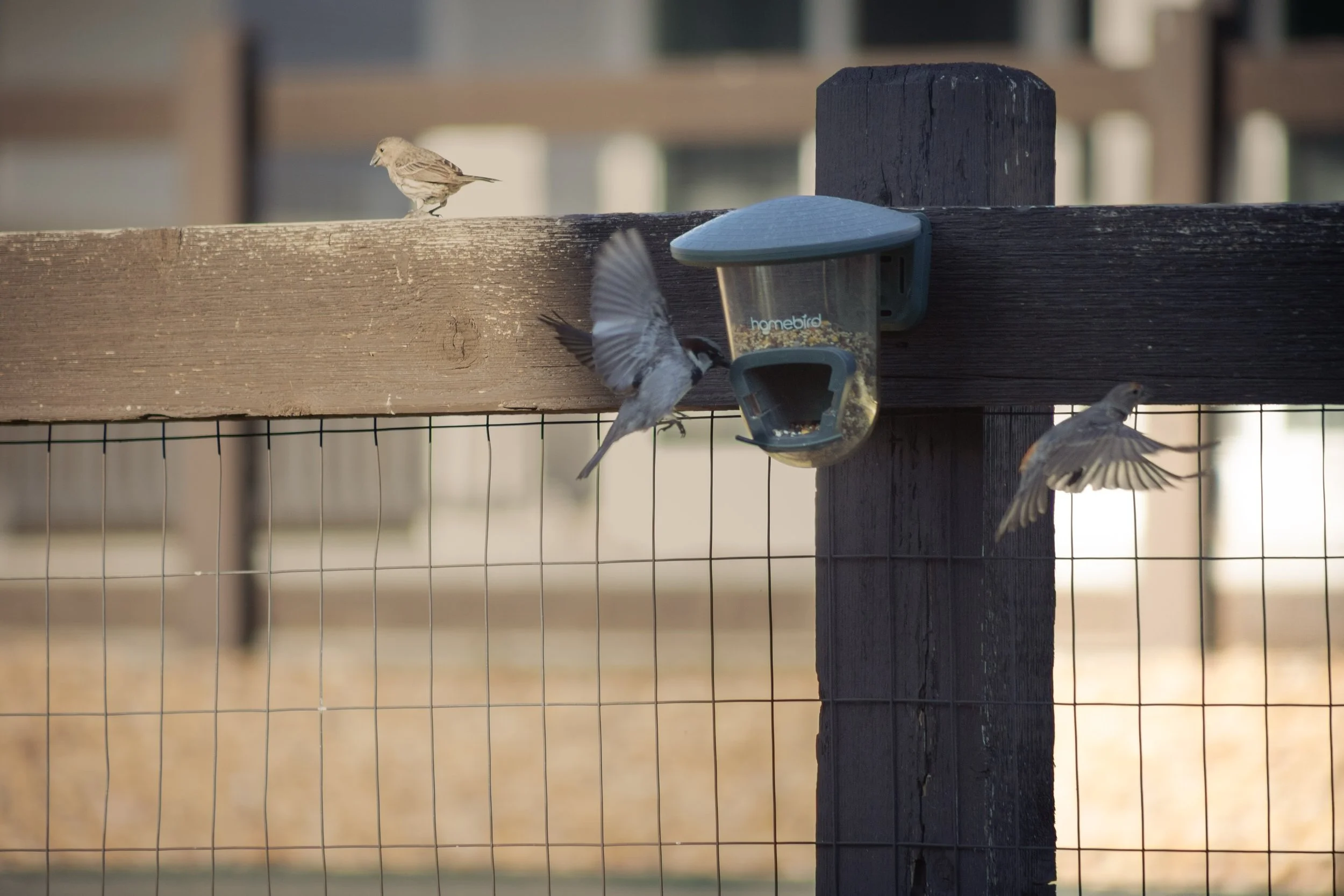 Birbs&hellip; 

📸 - Canon R6
🔎 - Canon RF 75-300mm

#bird #birdphoto #colorado #casual #goofinaround