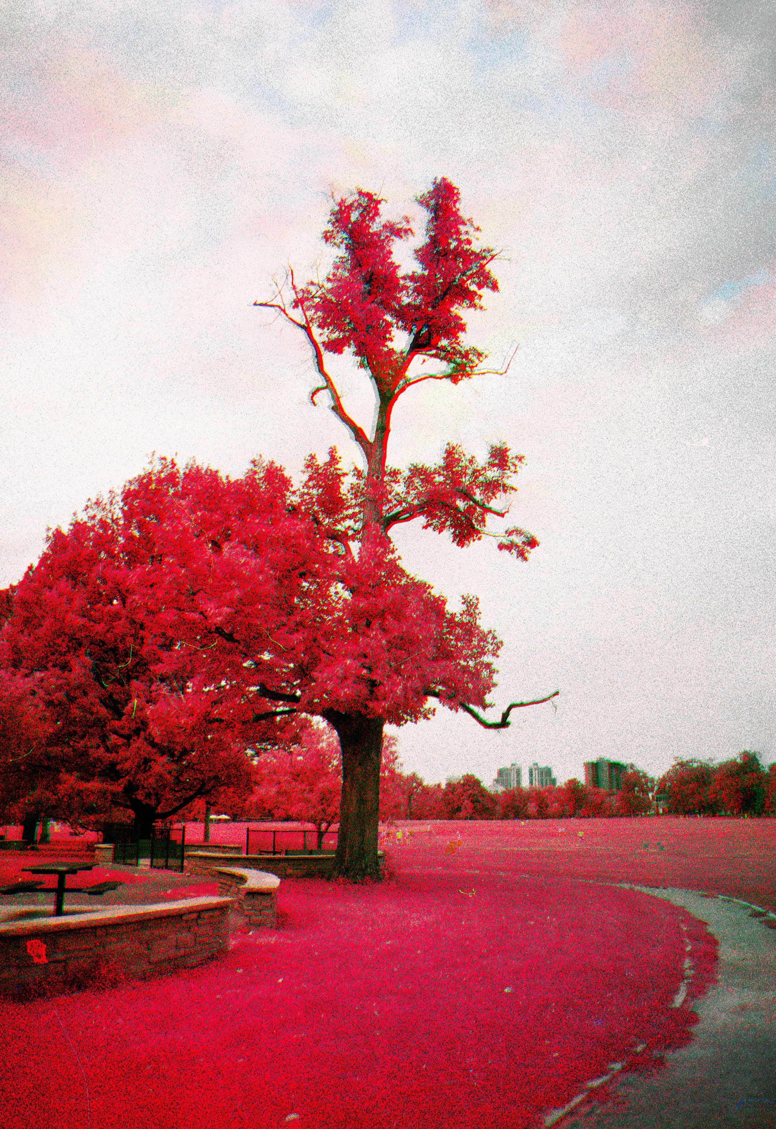 Film Explorations: Summer 2026