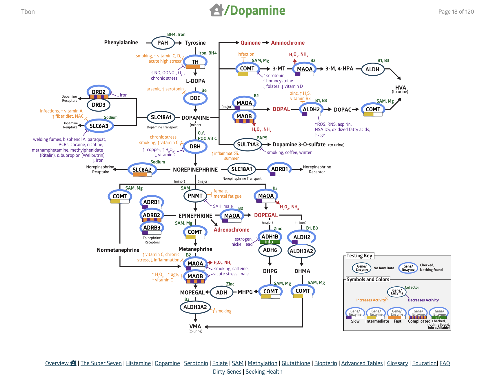 COMT: The Genetic Dial for Hormones, Mood &amp; Neurotransmitters: Dopamine Edition