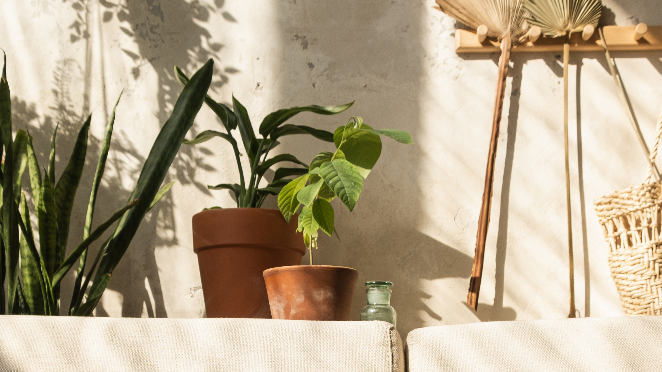 Indoor scene with potted plants, a hanging woven basket, and a sunlit textured wall.