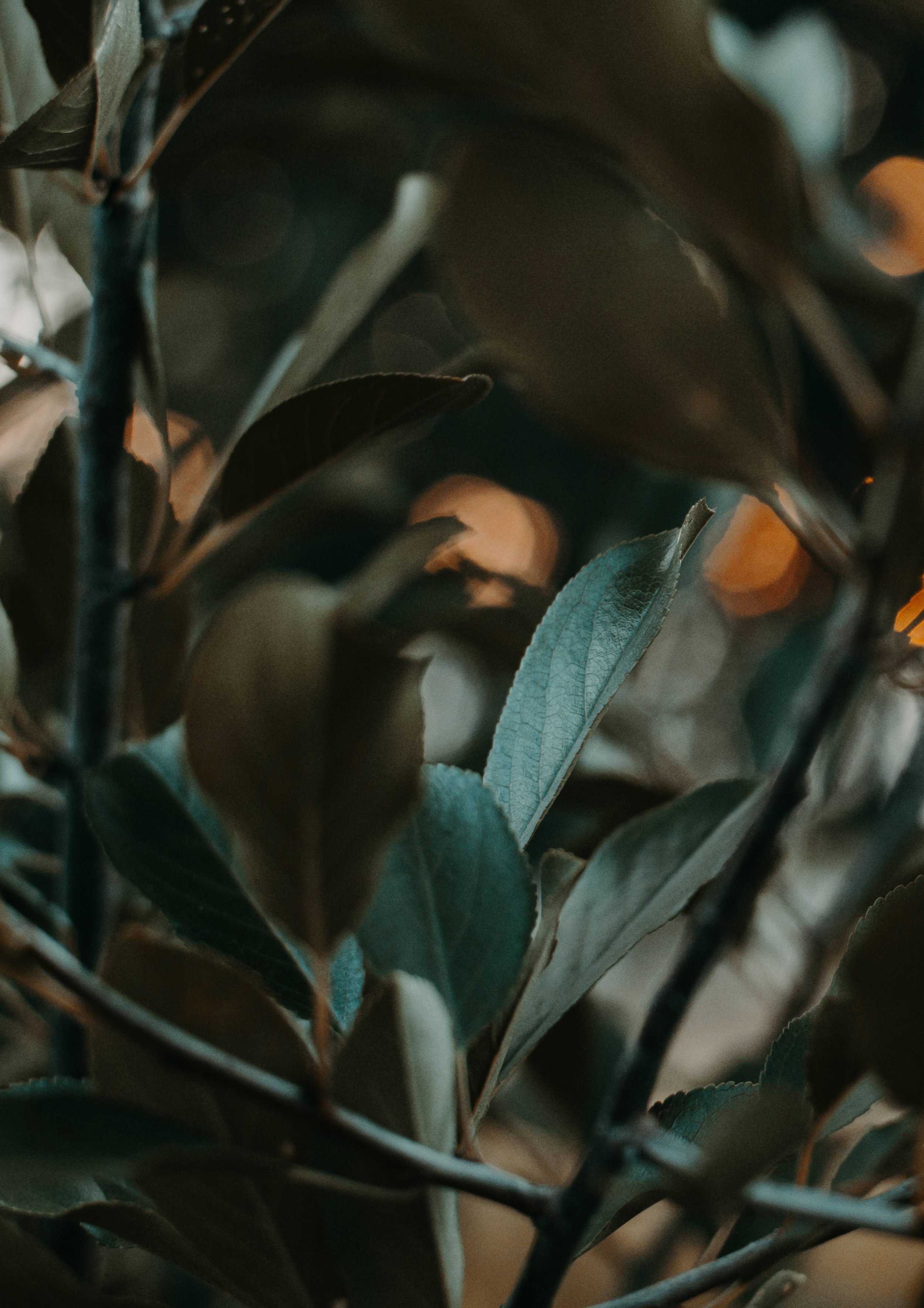 Close-up of green leaves on a plant, with some leaves slightly blurred, and a blurred background.