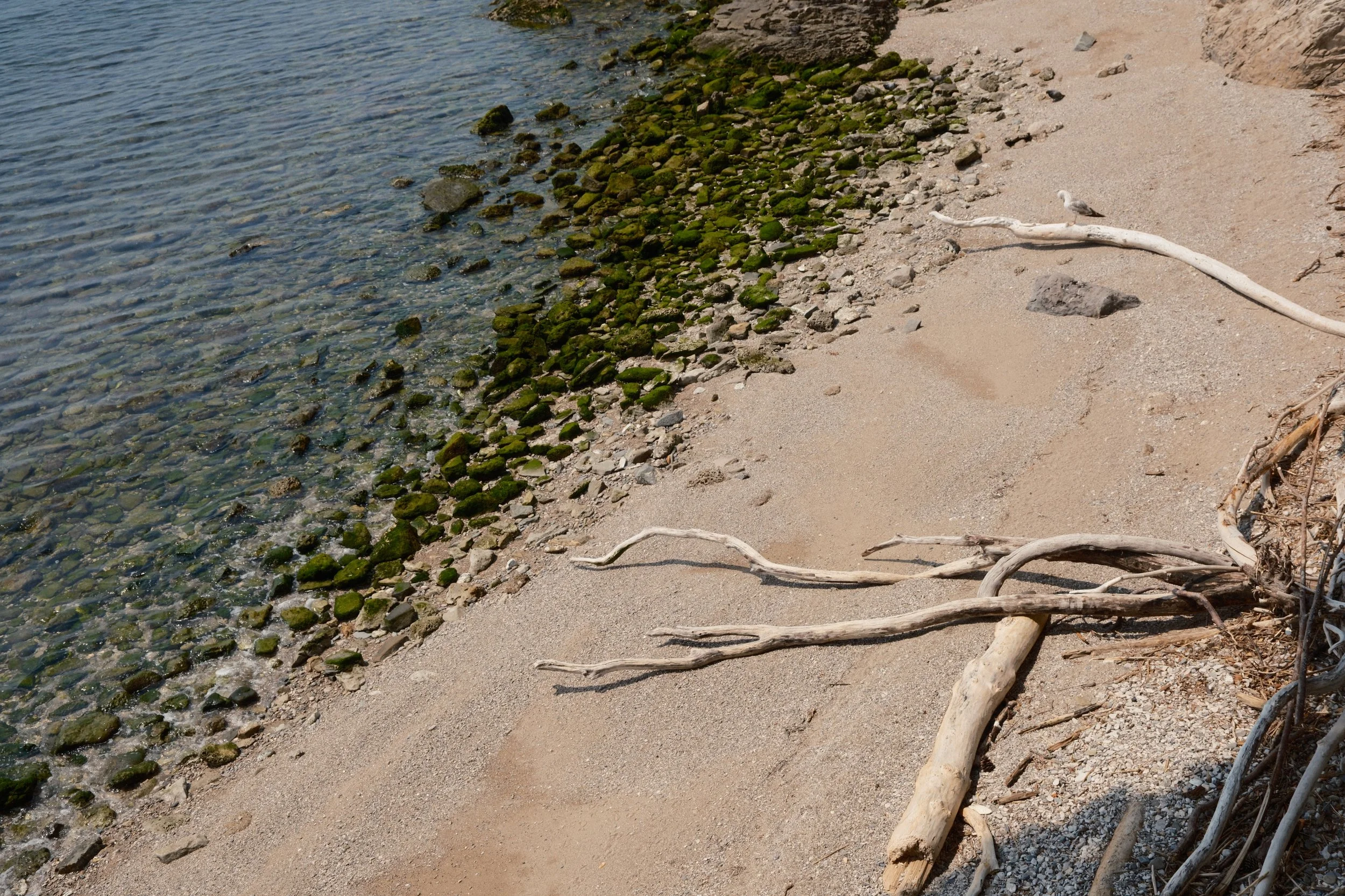 A sandy beach shoreline with rocks and algae, driftwood, and a seagull perched on a branch.