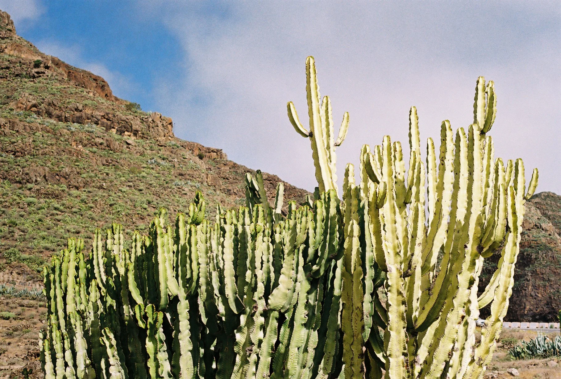 A large cactus plant with multiple tall, thick, green stems. There are rocky hills and a partly cloudy sky in the background.