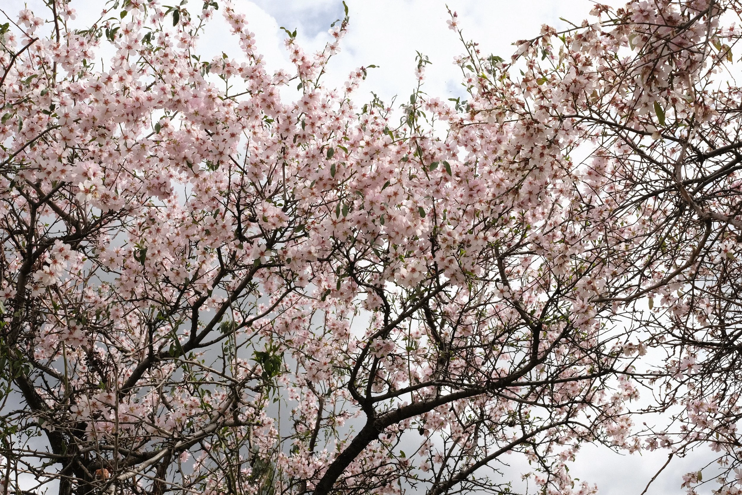 Spring Trees