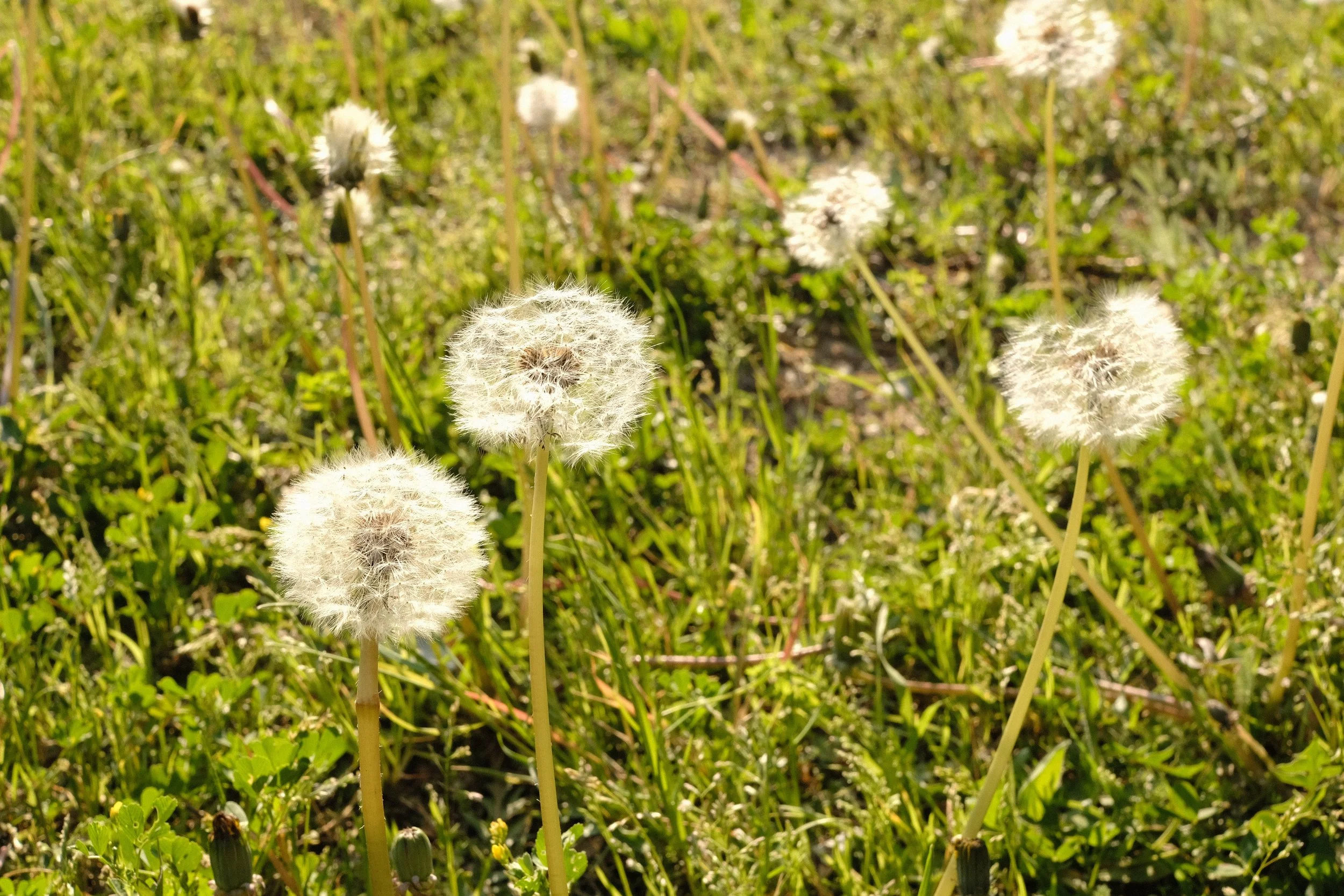 DSCF2258.JPG