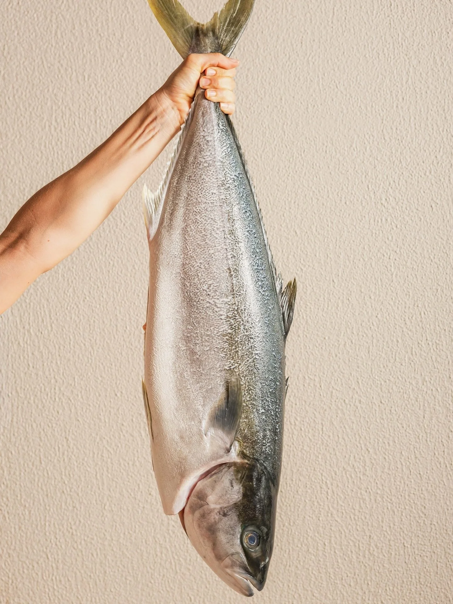 Two Dune favourites, one hero ingredient.

Our Kingfish Crudo and Kingfish Crepes are fresh, balanced, and unforgettable - dishes that showcase kingfish at its best.

On the menu:

&bull; Kingfish Crudo - pickled zucchini, tomato nage, salsa verde | 
