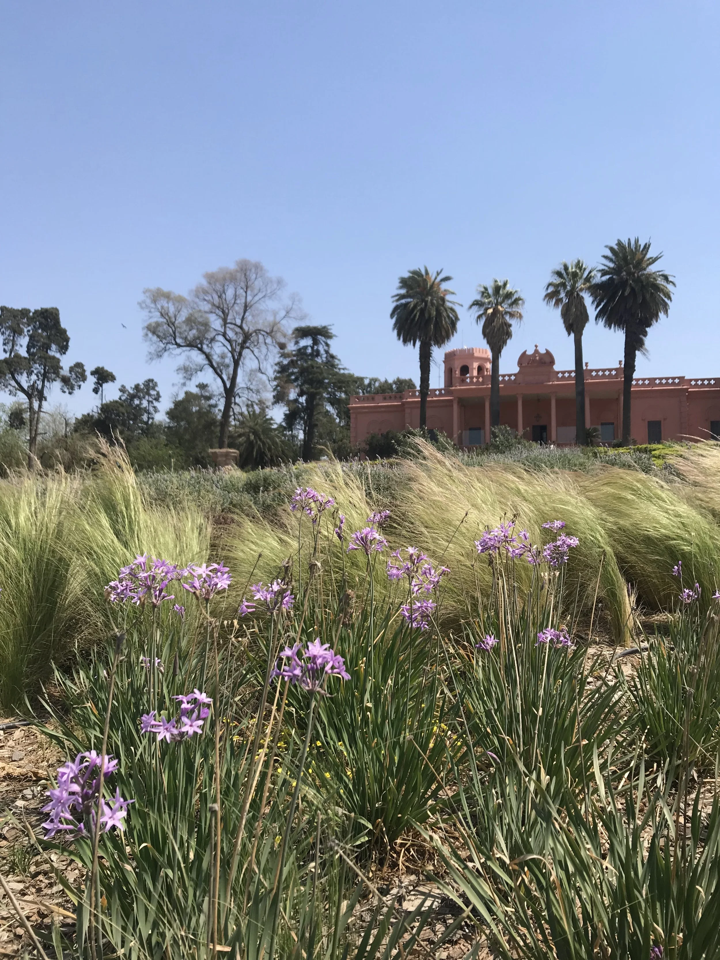 Pink building with towers and palm trees in the background, purple flowers and green grasses in foreground, clear blue sky.