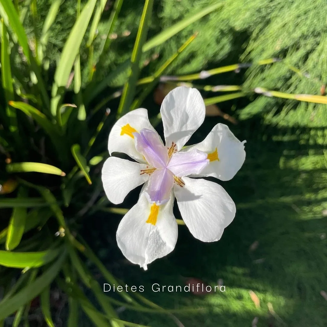 Let&rsquo;s talk plants | DIETES GRANDIFLORA 

Also know as Wild Iris, it&rsquo;s a great plant for almost any garden, very tolerant to a wide range of conditions!

If you&rsquo;re looking for a low maintenance plant, this is definitely the right cho