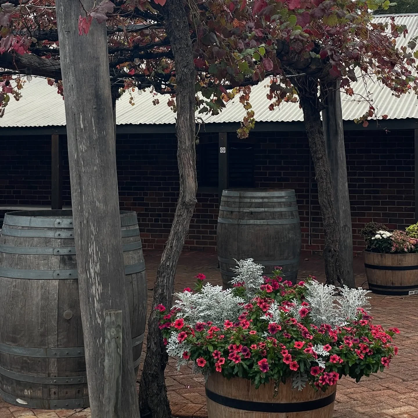 Winery vibes 🍇 

Plant Spotlight | Jacobaea maritima (Dusty Miller)

This striking silver-leaved plant is a favorite for adding contrast and texture to gardens! 

&bull; Ideal for borders, containers, and mixed plantings, Dusty Miller thrives in ful