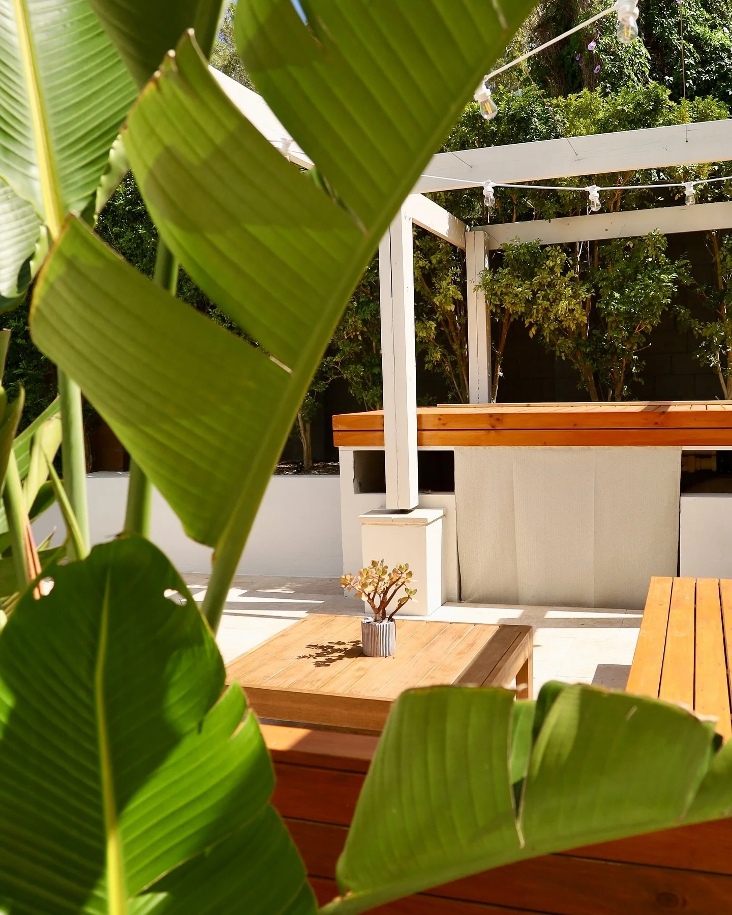 Por qu&eacute; incluir Strelitzia nicolai en tu jard&iacute;n? 🌿

La Strelitzia nicolai, o &ldquo;Ave del Para&iacute;so Gigante&rdquo;, est&aacute; en tendencia dentro del dise&ntilde;o de jardines modernos por su porte tropical y elegante. 

Es de