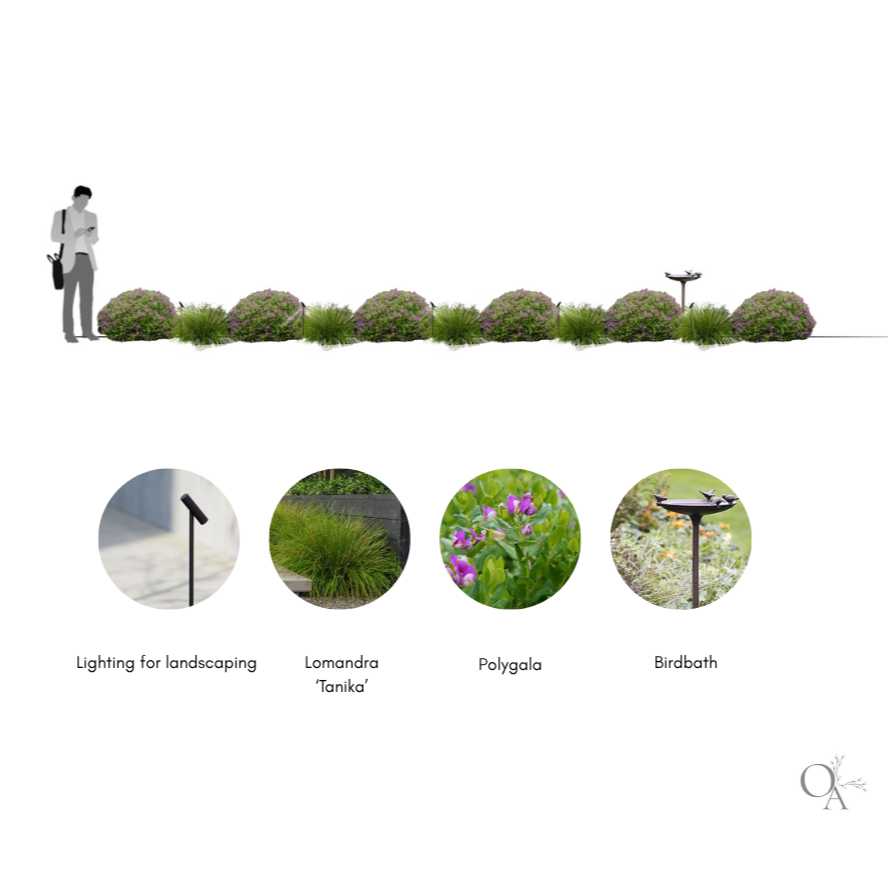 Design plan showing a person on the left, planting a row of flowering bushes with landscape lighting, Lomandra 'Tanika' grasses, Polygala flowers, and birdbaths at intervals, with icons and labels for each landscape feature.