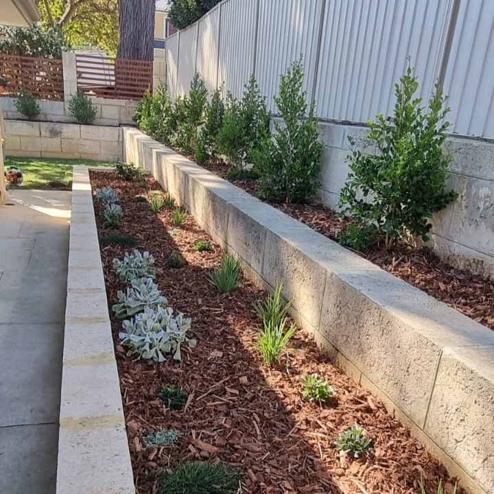 A freshly landscaped garden bed with various plants and mulch, bordered by concrete walls and a white fence in a backyard.