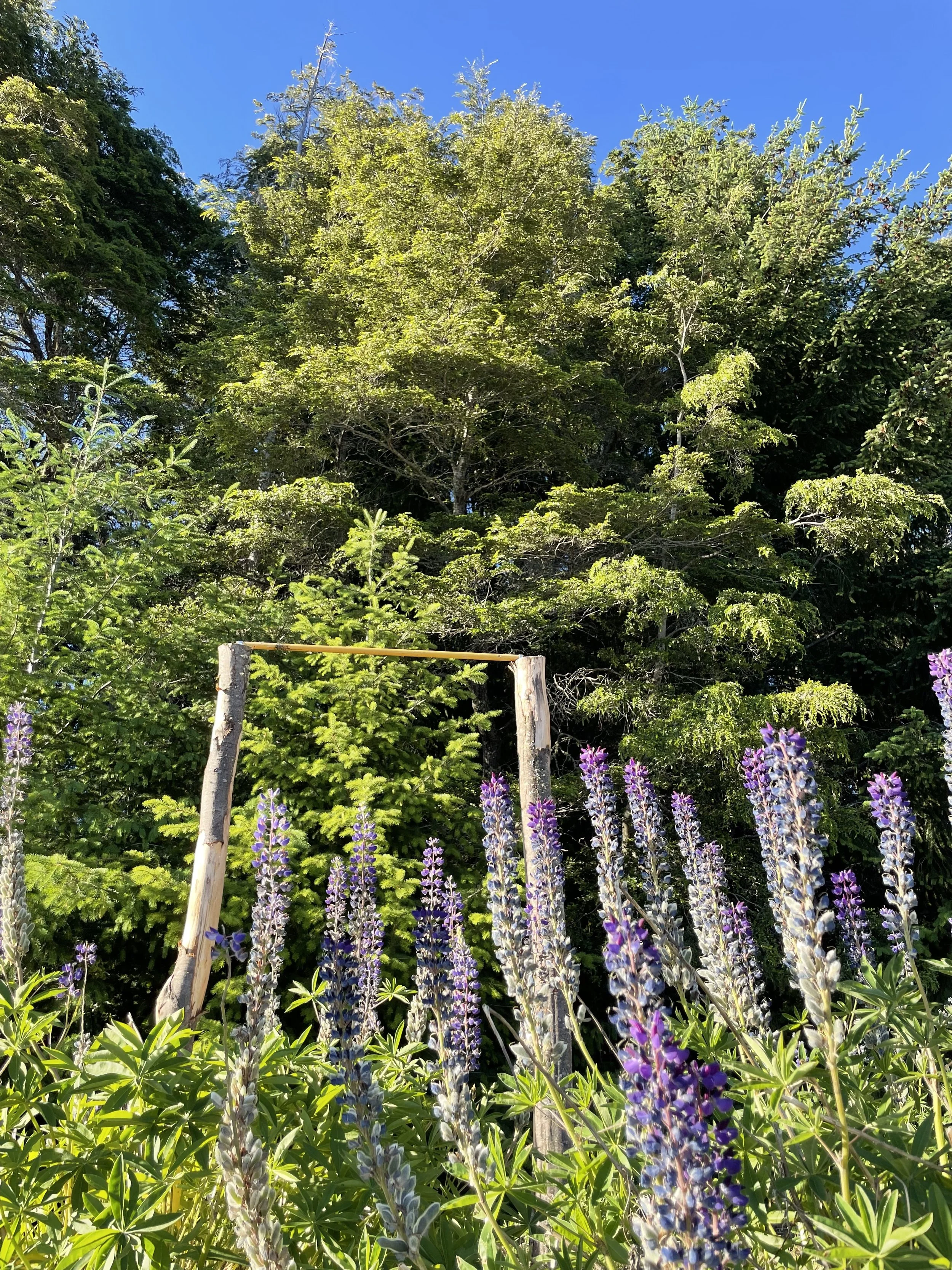 A garden with tall purple and white flowers in the foreground, wooden supports, and dense green trees with a clear blue sky in the background.