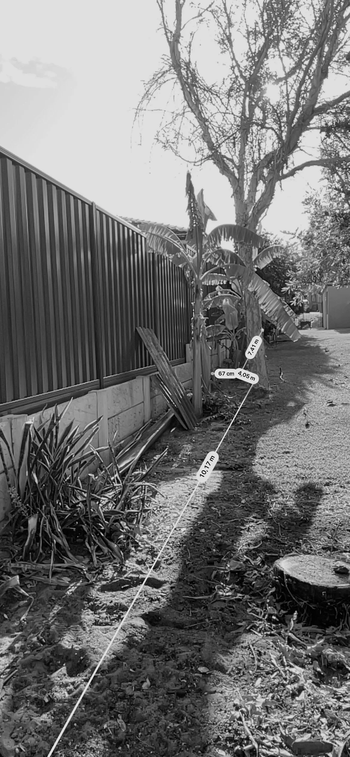 Black and white photo of a backyard with a tall tree, banana plants, a metal fence, and a dirt path with some tools and plants along the side.