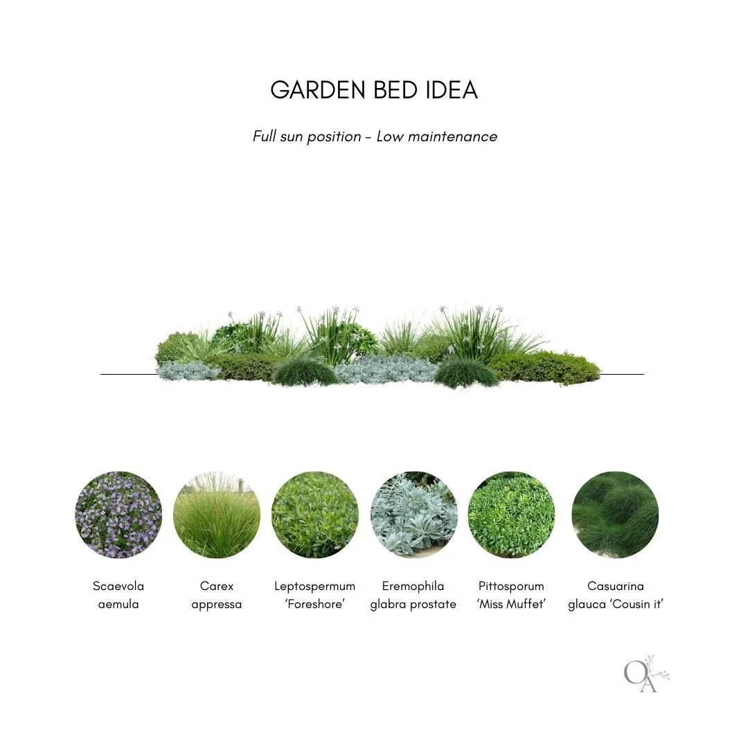 Design plan for a garden bed with different types of plants, including purple flowers, tall grass, leafy bushes, and ornamental grasses, along with their scientific and common names.