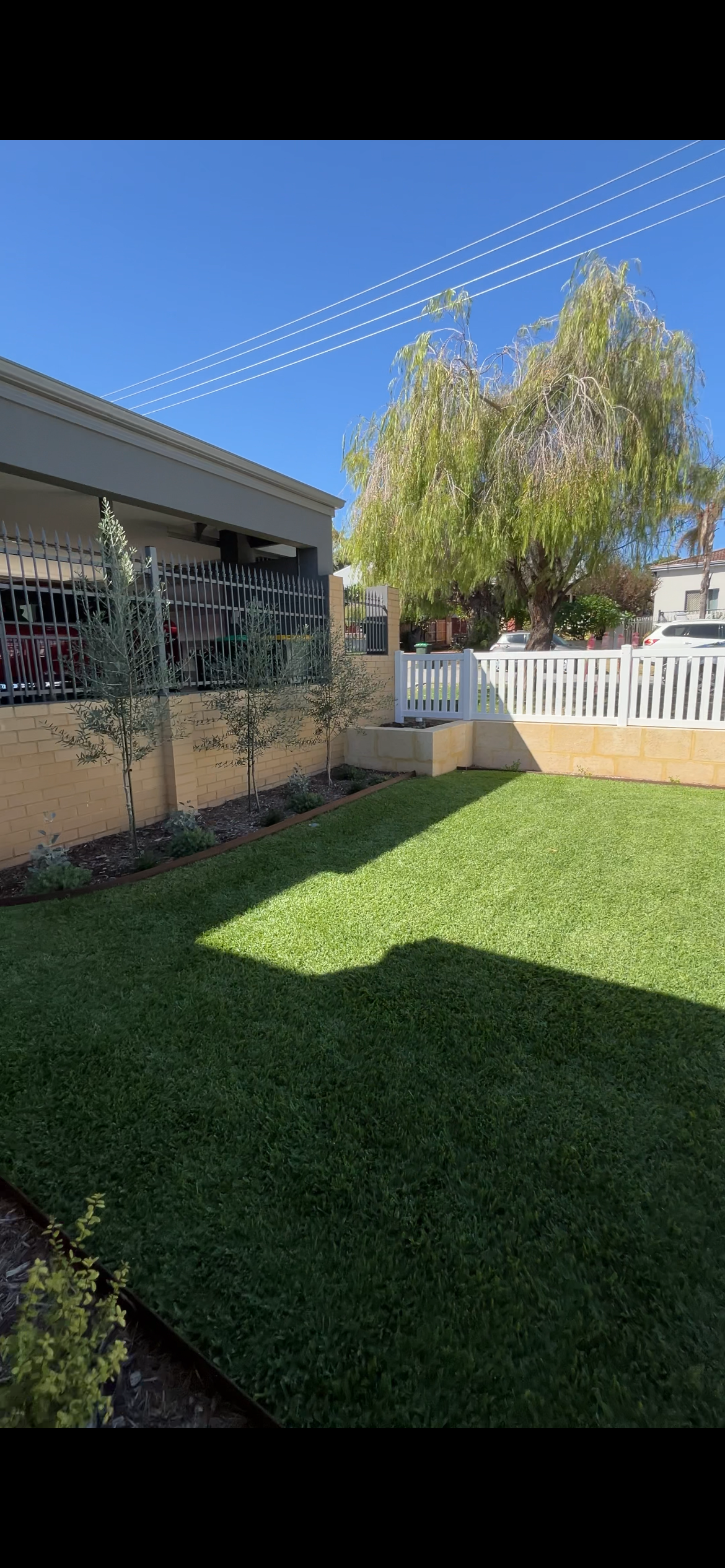 A backyard with a lush green lawn, a white fence, a large tree with thin leaves, and a house with a brick wall and gate. The sky is clear and blue.