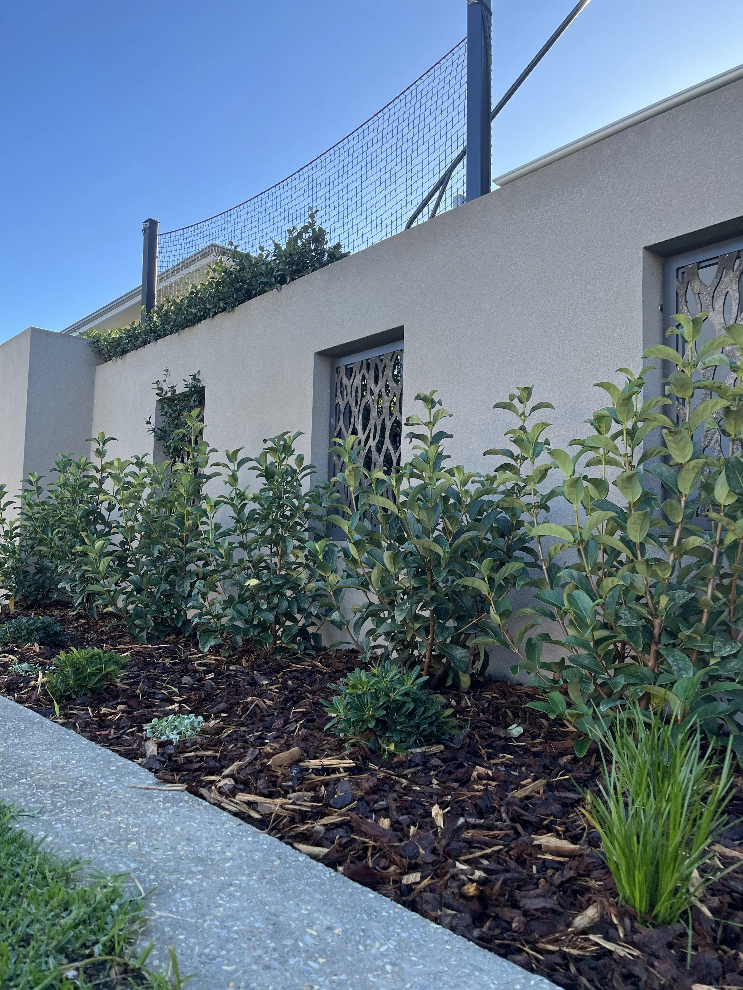 Lower part of a modern light-colored wall with small decorative windows. In front, there are green bushes and plants, with mulch and a concrete sidewalk.