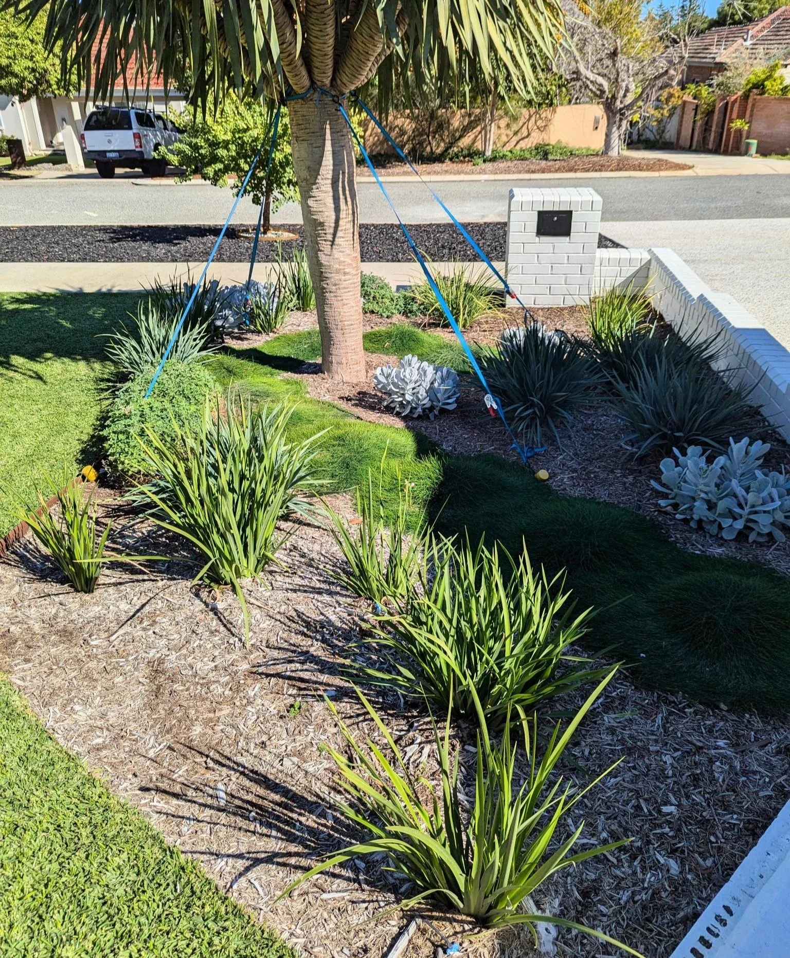 Front yard with a tree, green plants, succulents, and a white brick wall, with a street and parked car in the background.