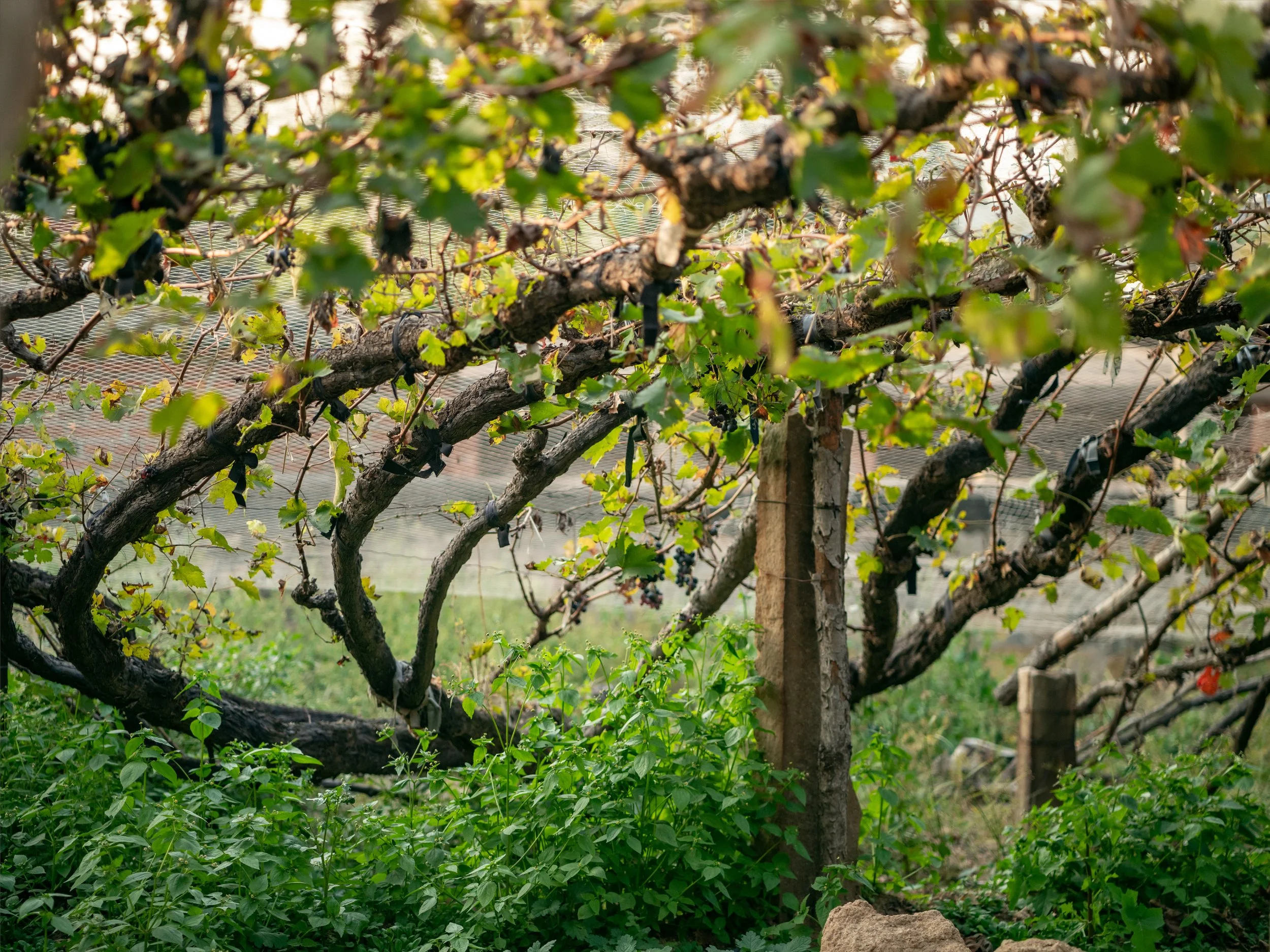 Grapevine with green leaves and dark grapes growing on the vine, supported by a wooden post, in a lush vineyard