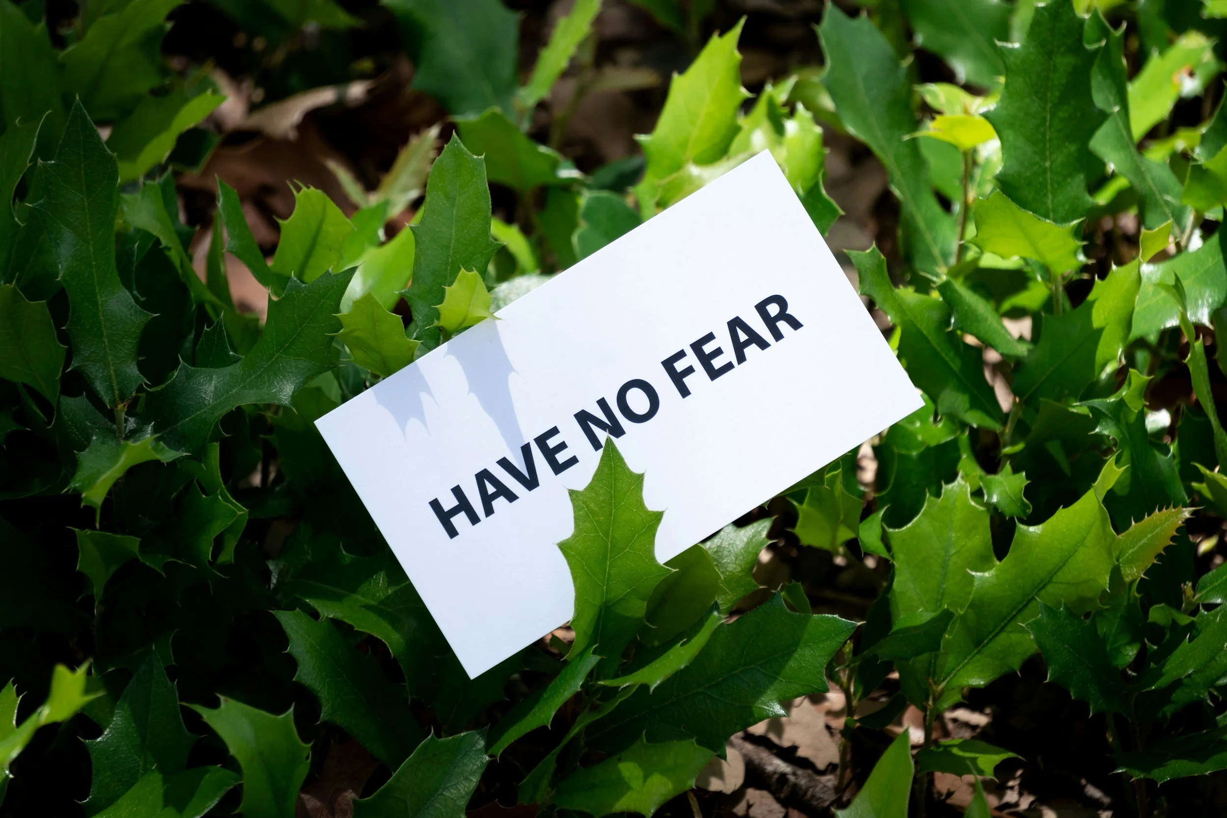 Fearless, Resilient Learners!