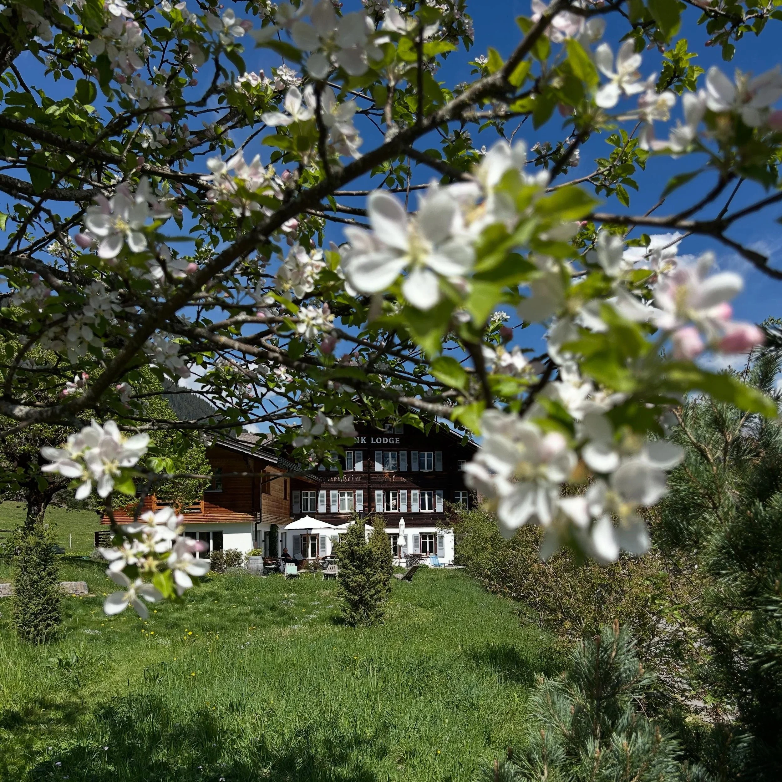 Fr&uuml;hlingsmomente in der Lenk Lodge&hellip;
 &hellip;heute Apfelbl&uuml;ten und Bienensummen 🌸🐝 &mdash; im Herbst dann frische &Auml;pfel aus dem Garten 🍎