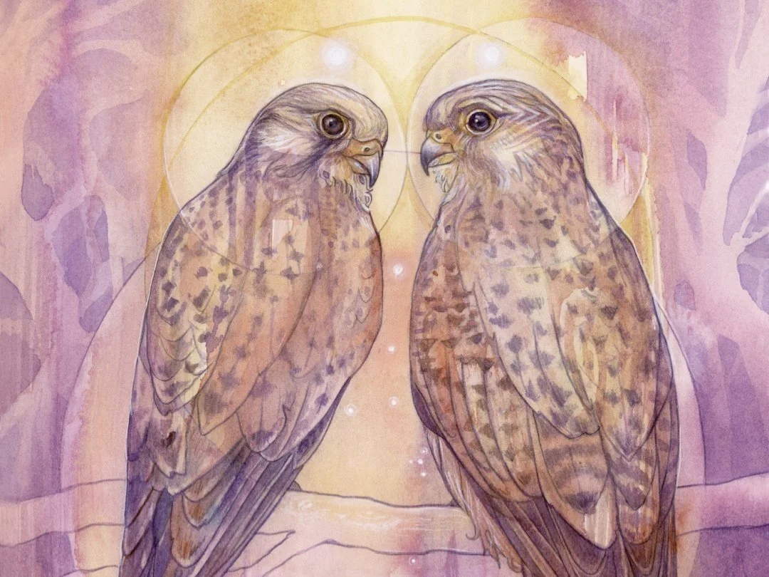 Omen walks with Kestrels