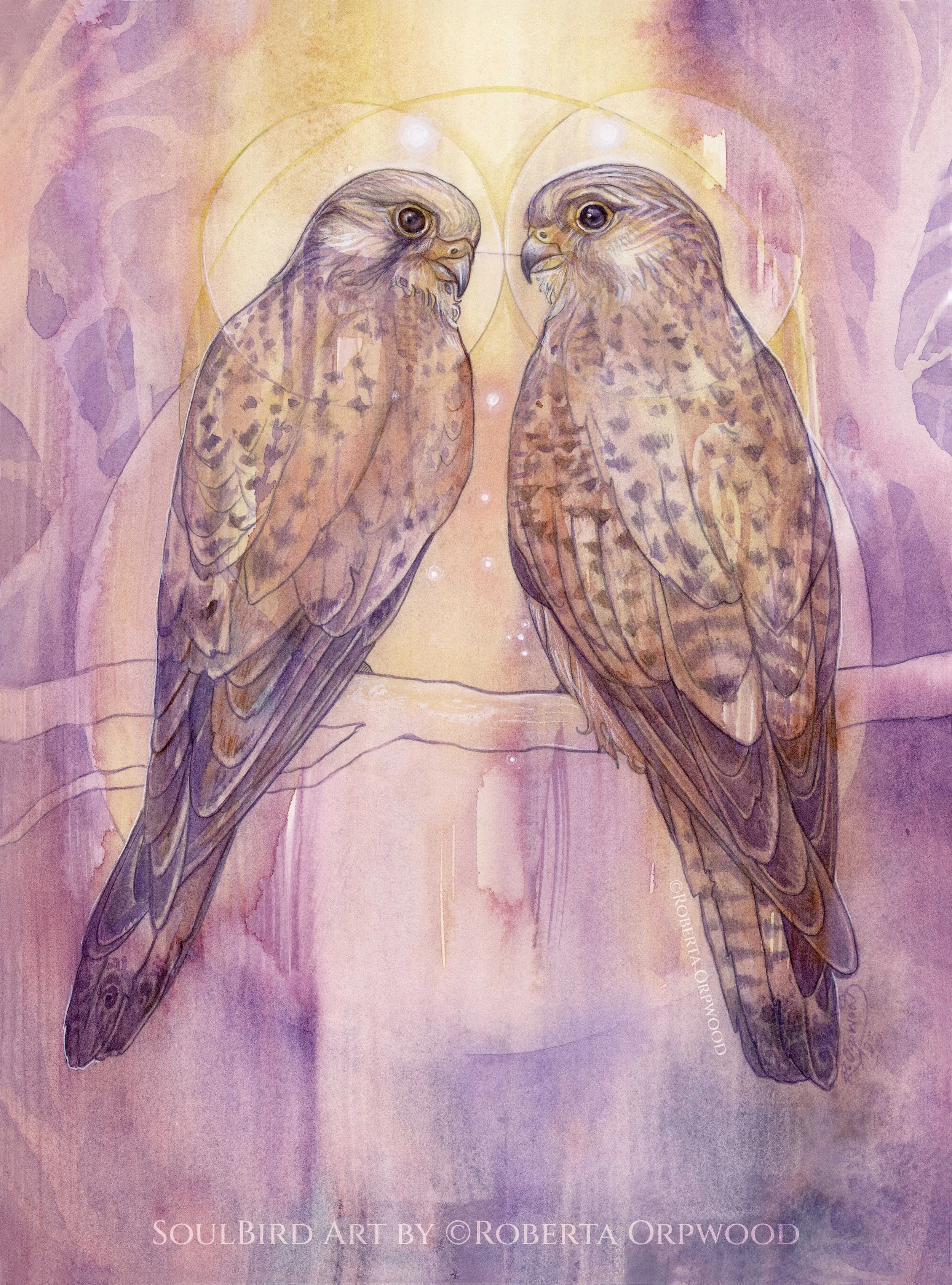 Kestrel Guardians