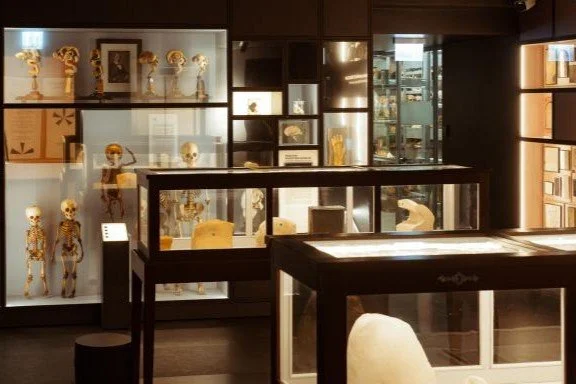 Museum display cases with skeletons and anatomical models in a well-lit exhibit area.