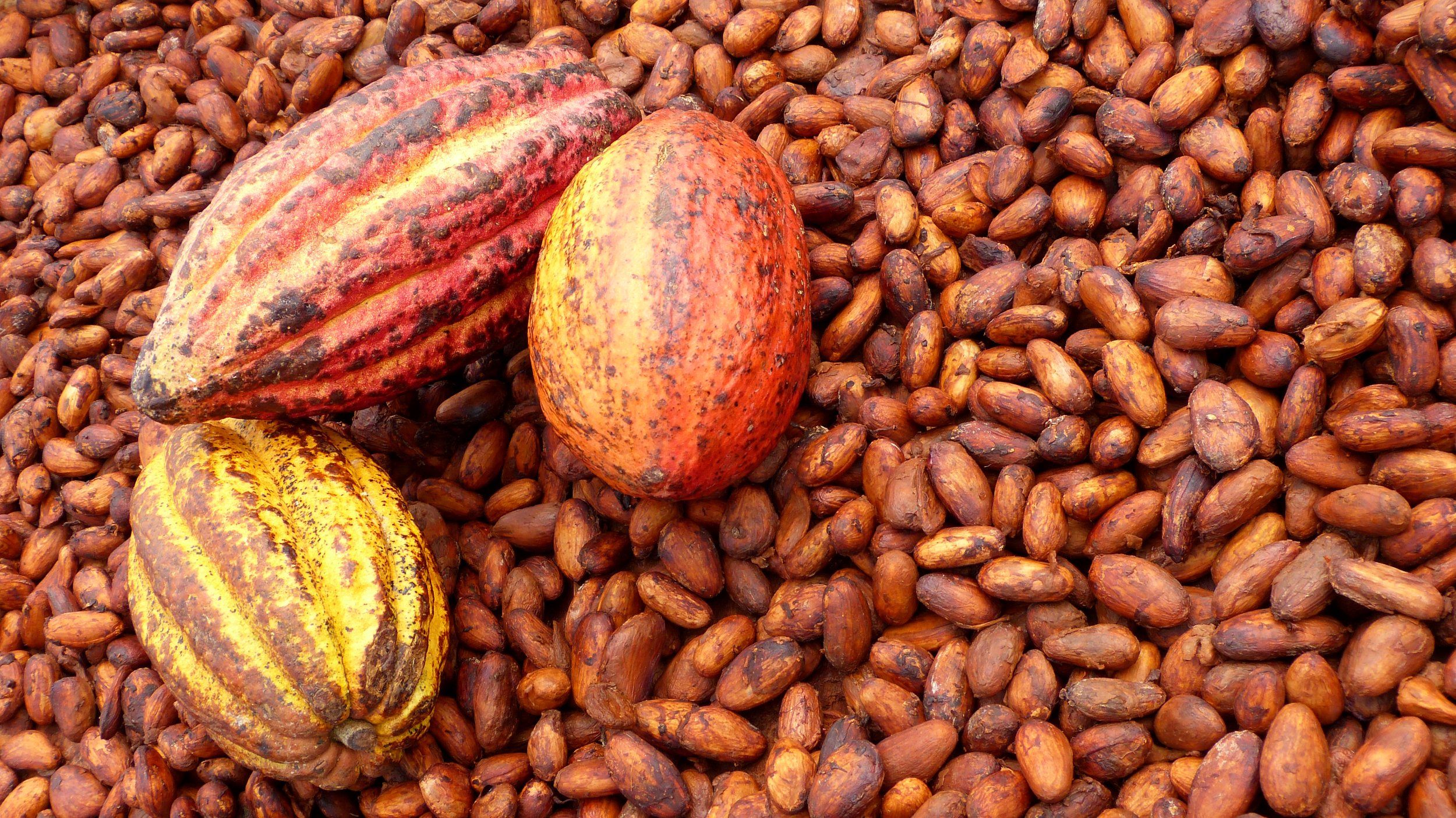 Verschiedener Kakao, zum Teil bereits getrockneter Edelkakao. Der Rohstoff für unsere Schokoladen, welche wir in Bern veredeln..