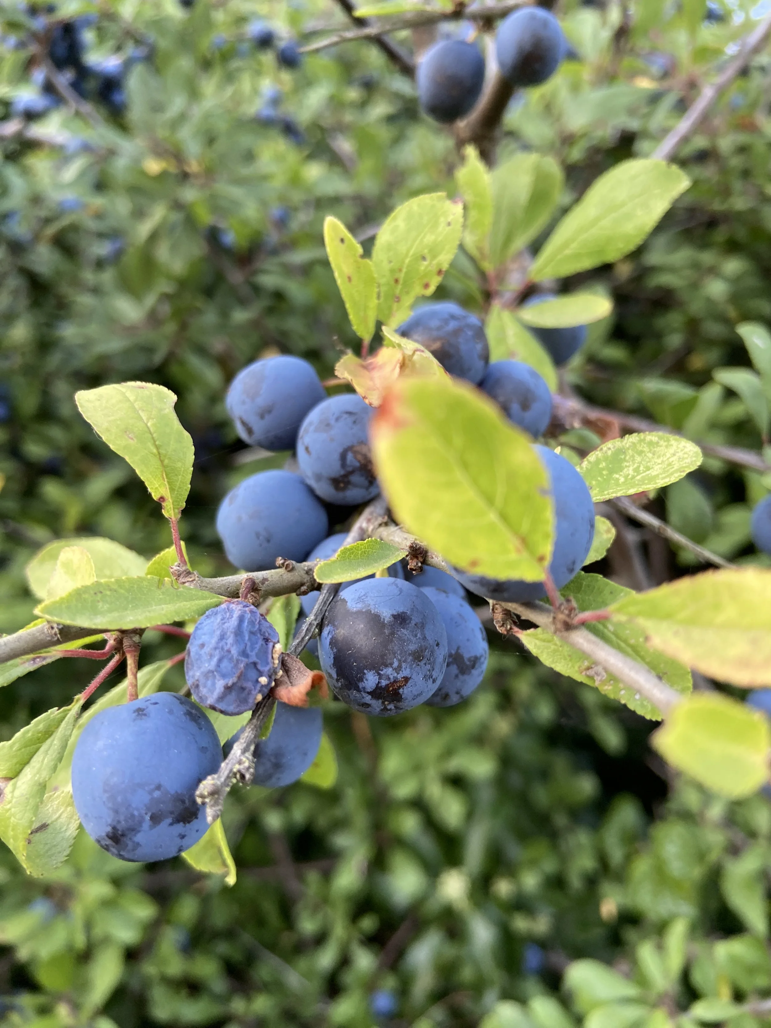 Learn about the benefits of an edible, wildlife-friendly hedge