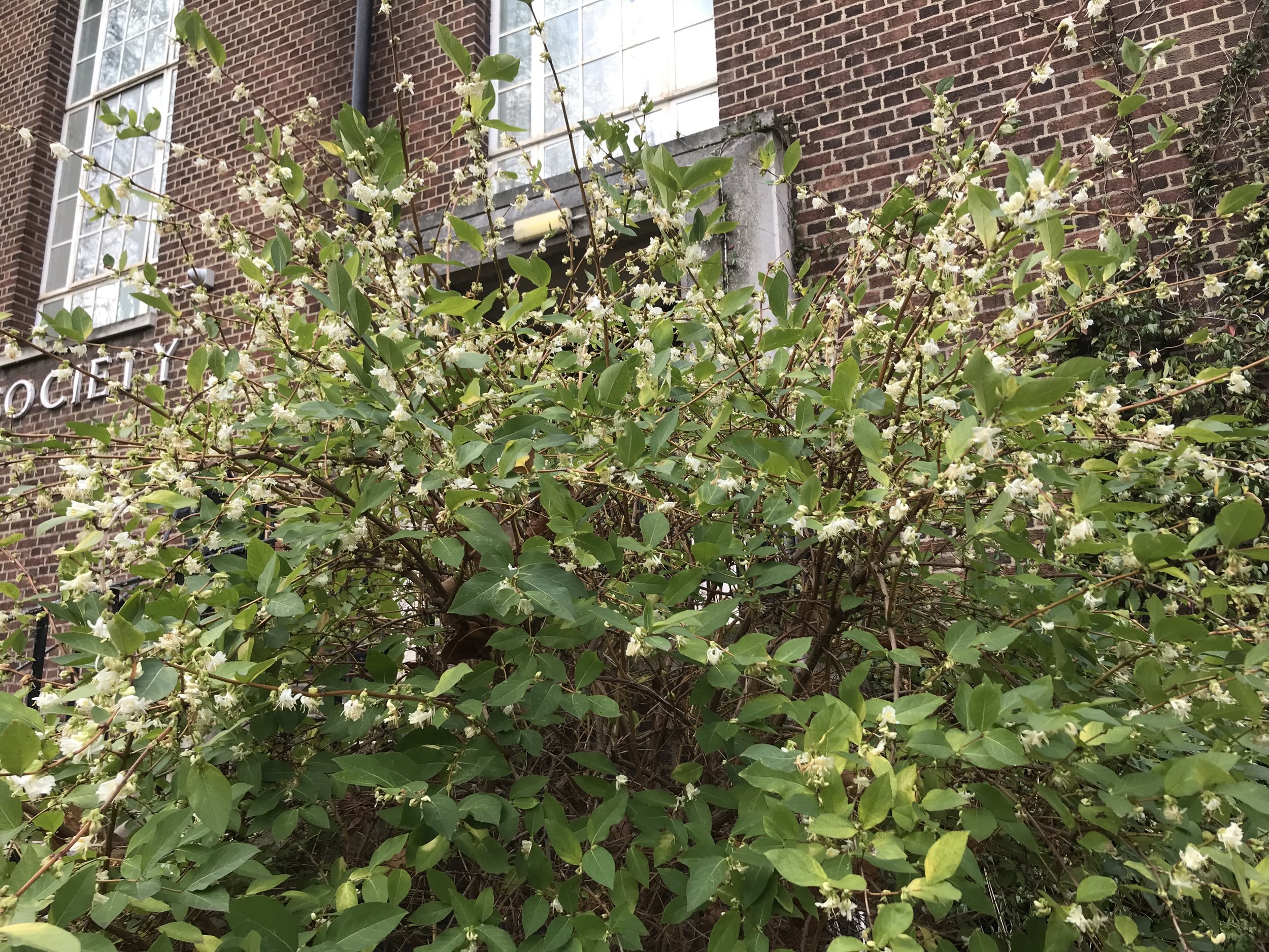 Gardening with Nature at Cecil Sharp House