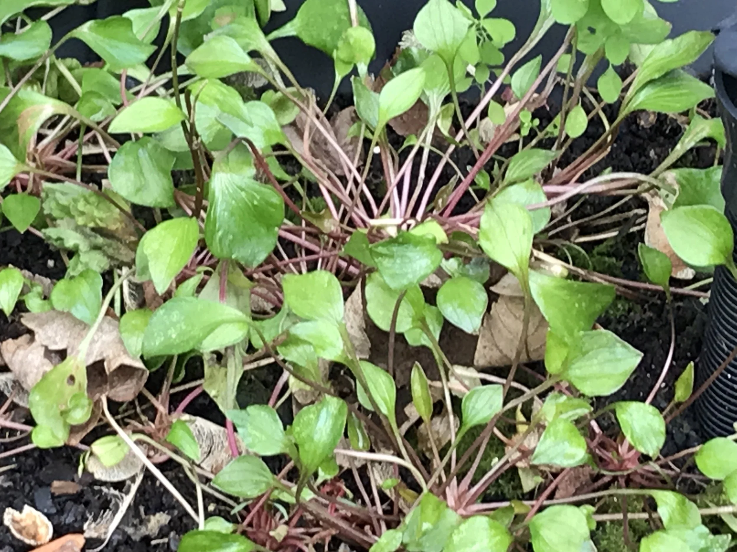 Gardening with Nature at Cecil Sharp House