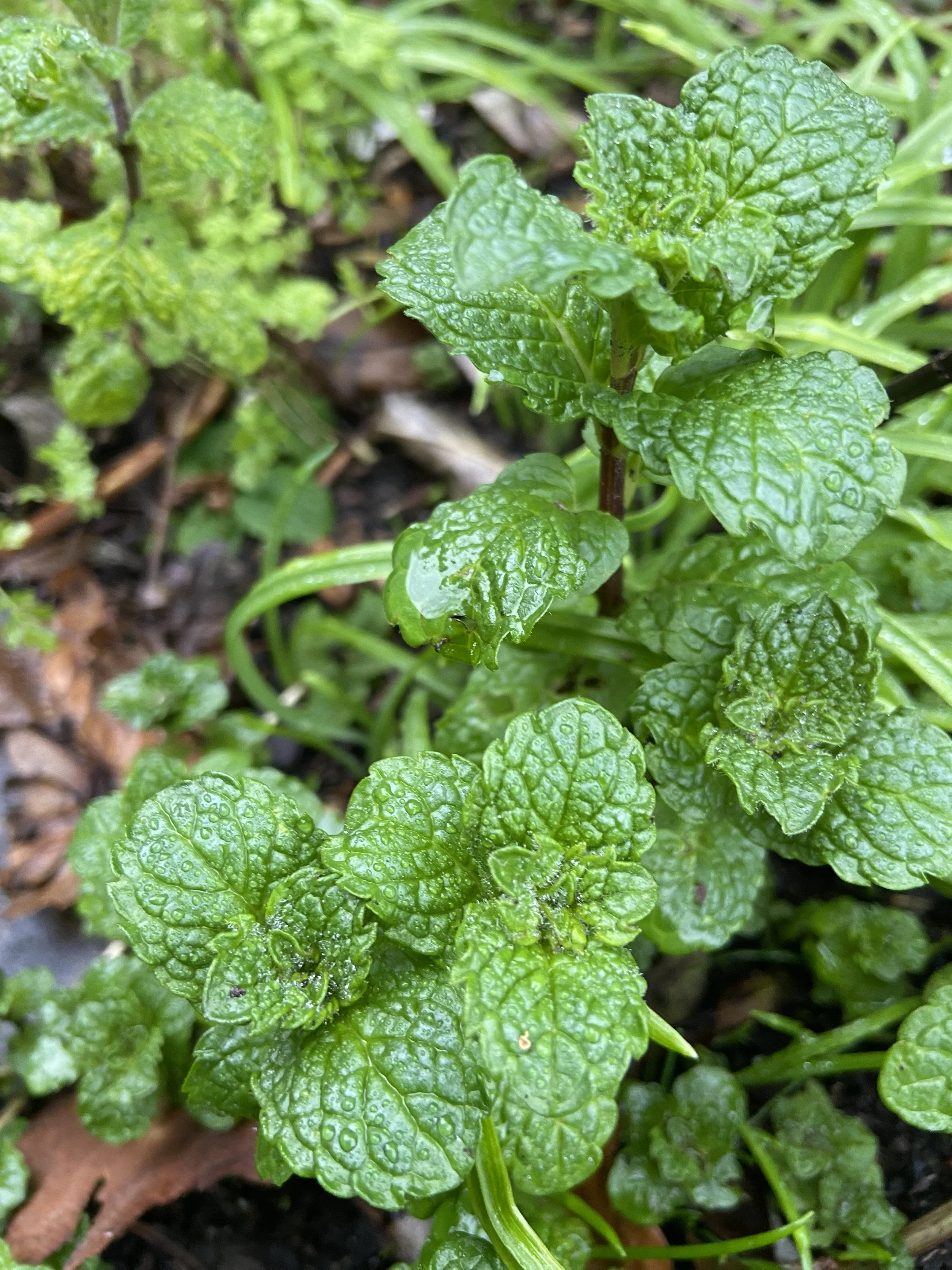 Gardening with Nature at Cecil Sharp House