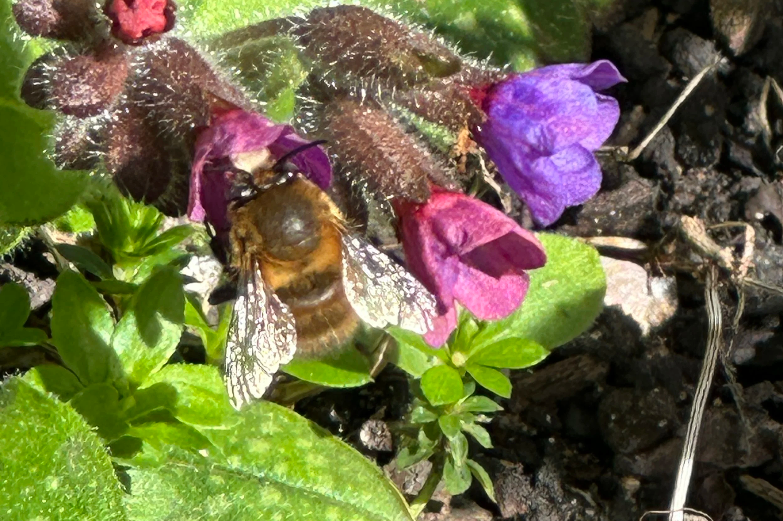 Gardening with Nature at Cecil Sharp House