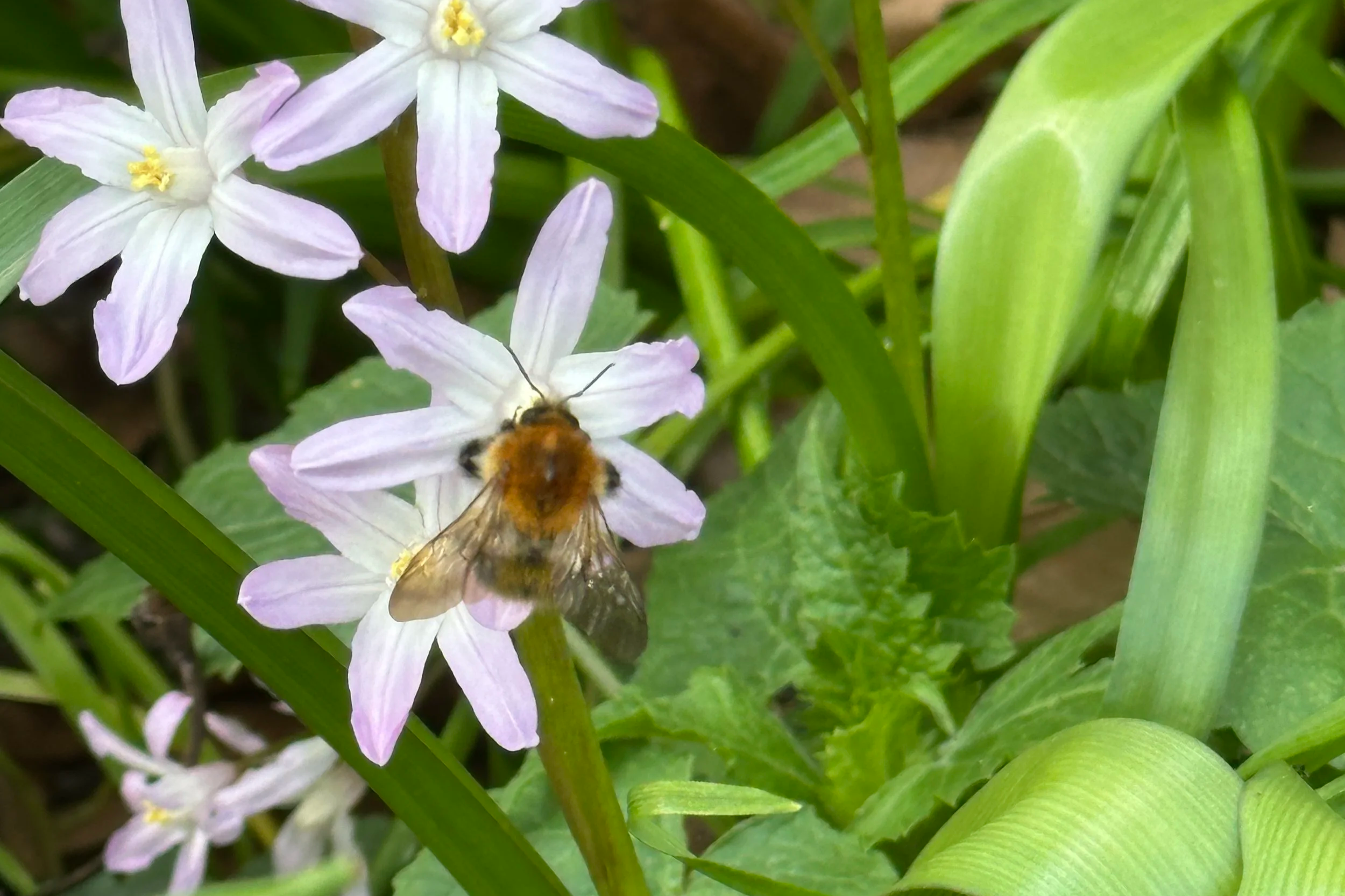 Gardening with Nature at Cecil Sharp House