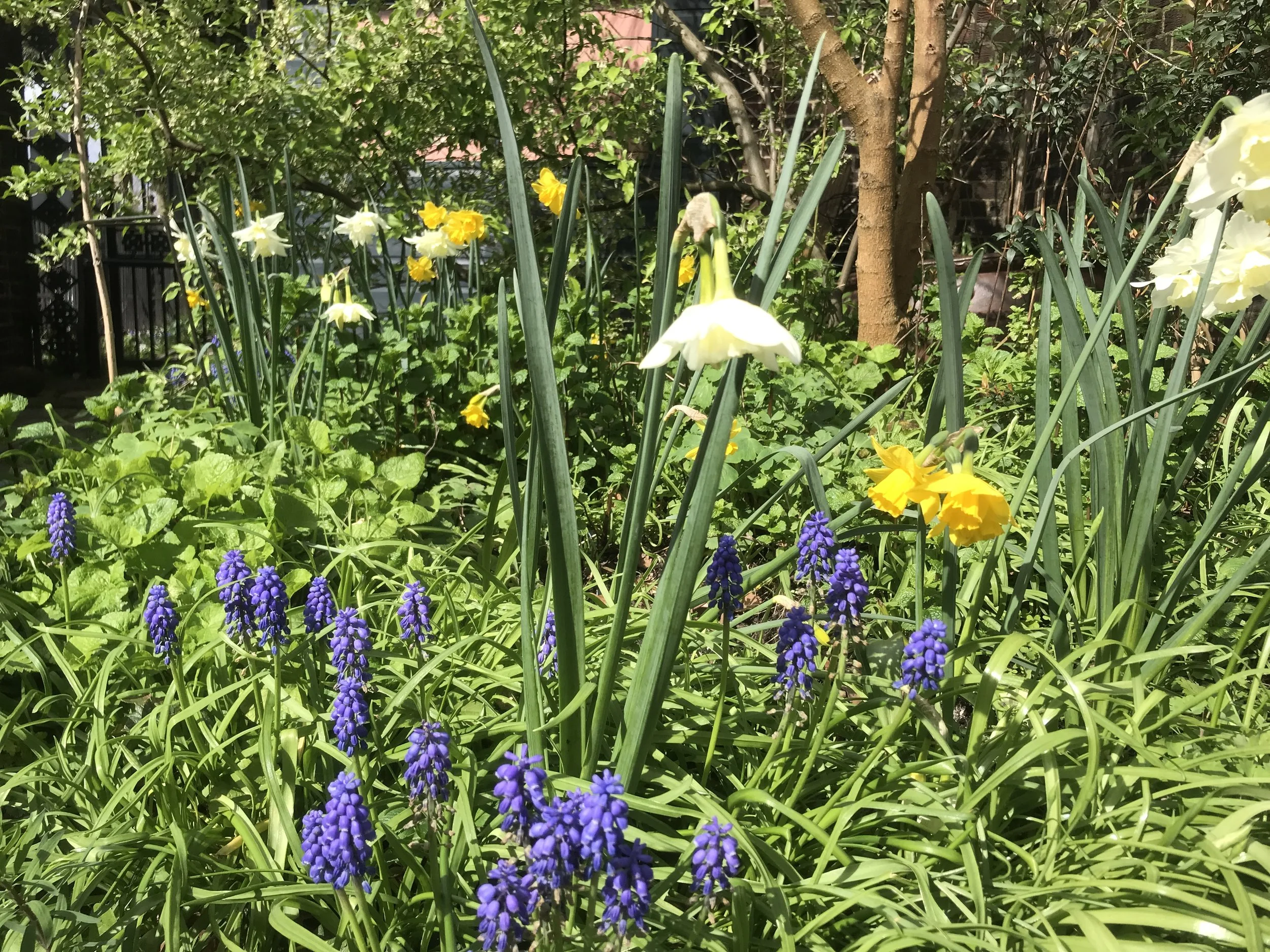 Gardening with Nature at Cecil Sharp House