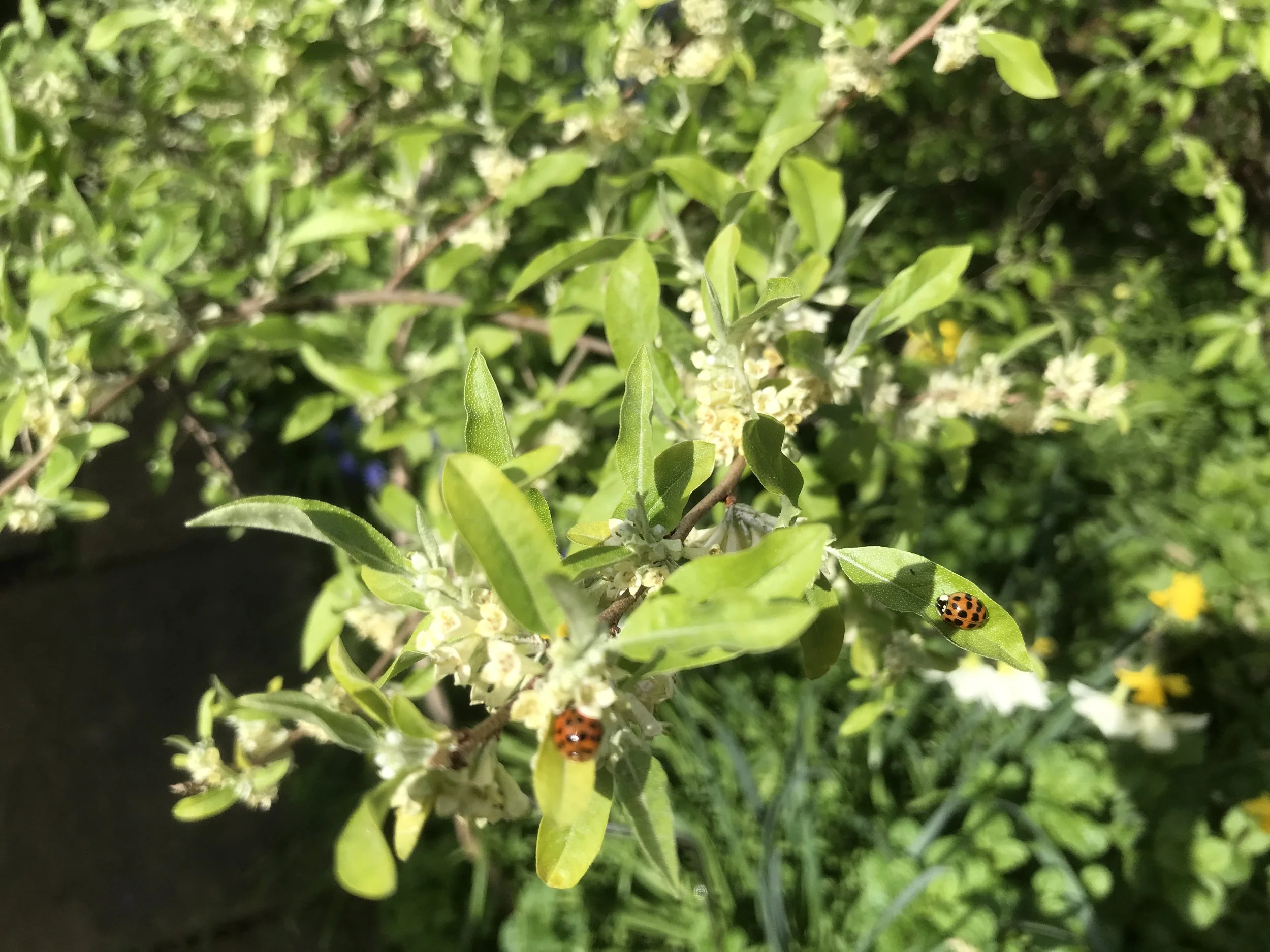 Gardening with Nature at Cecil Sharp House