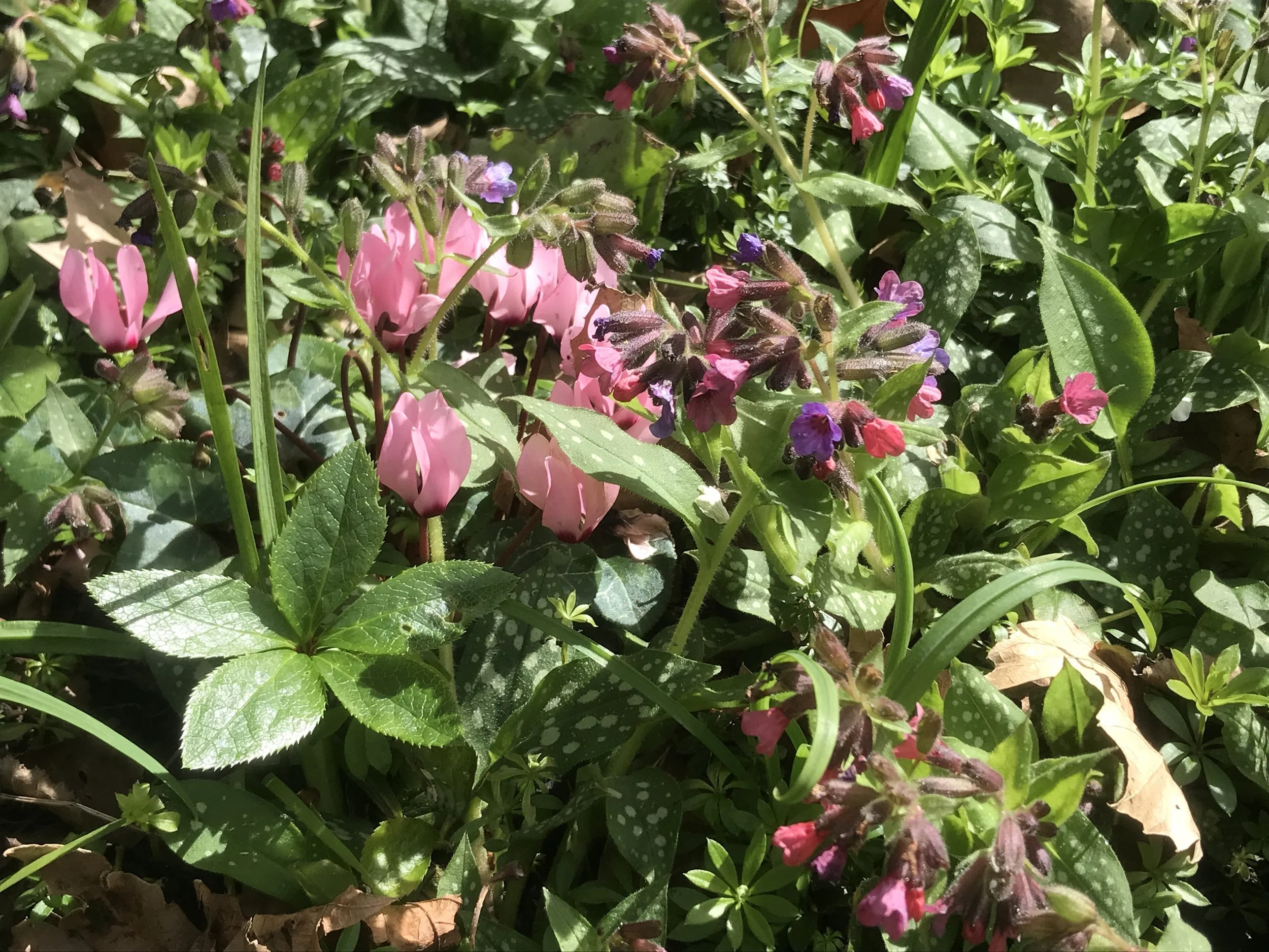 Gardening with Nature at Cecil Sharp House