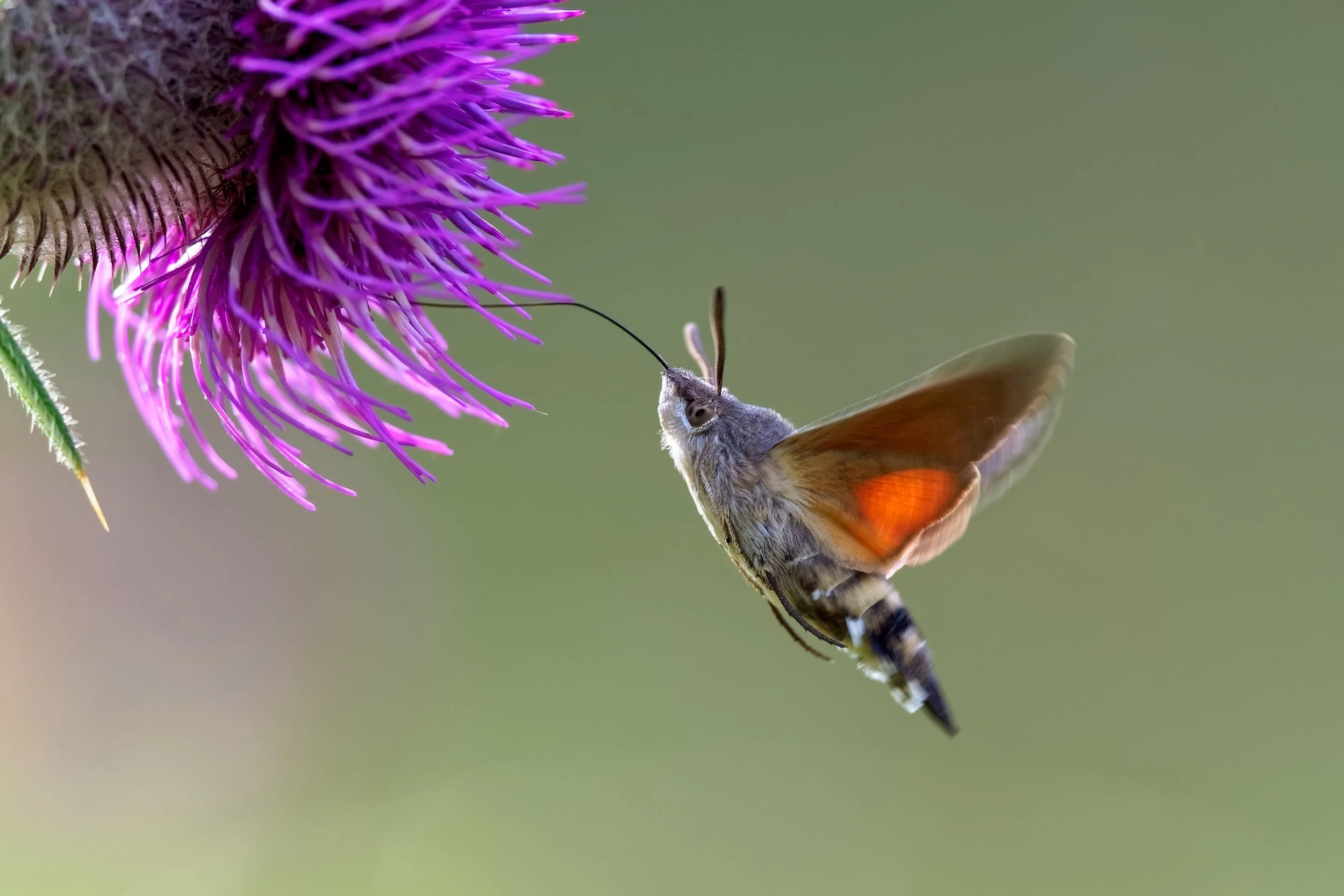 Why we should all love moths
