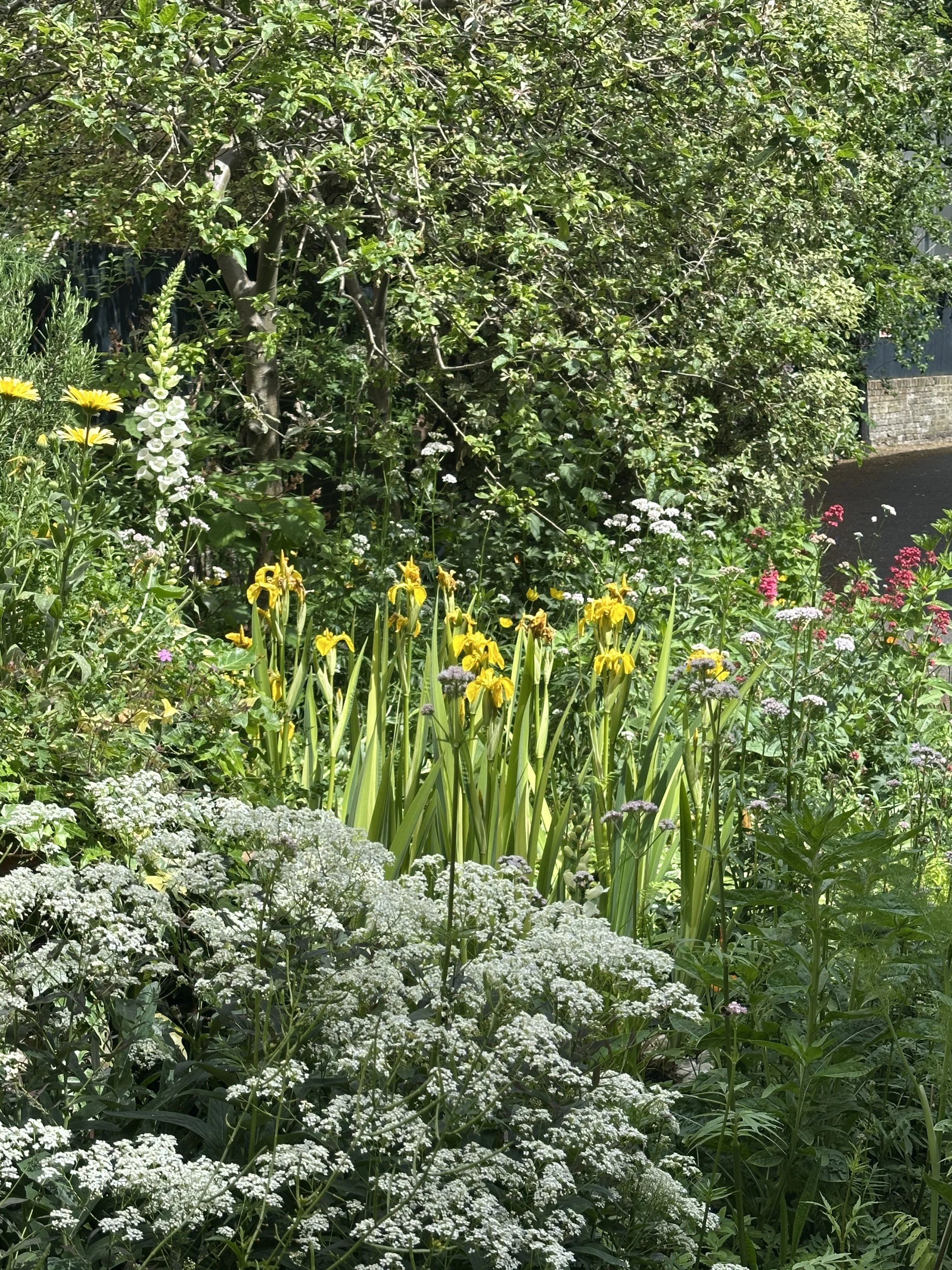 Gardening with Nature at Cecil Sharp House