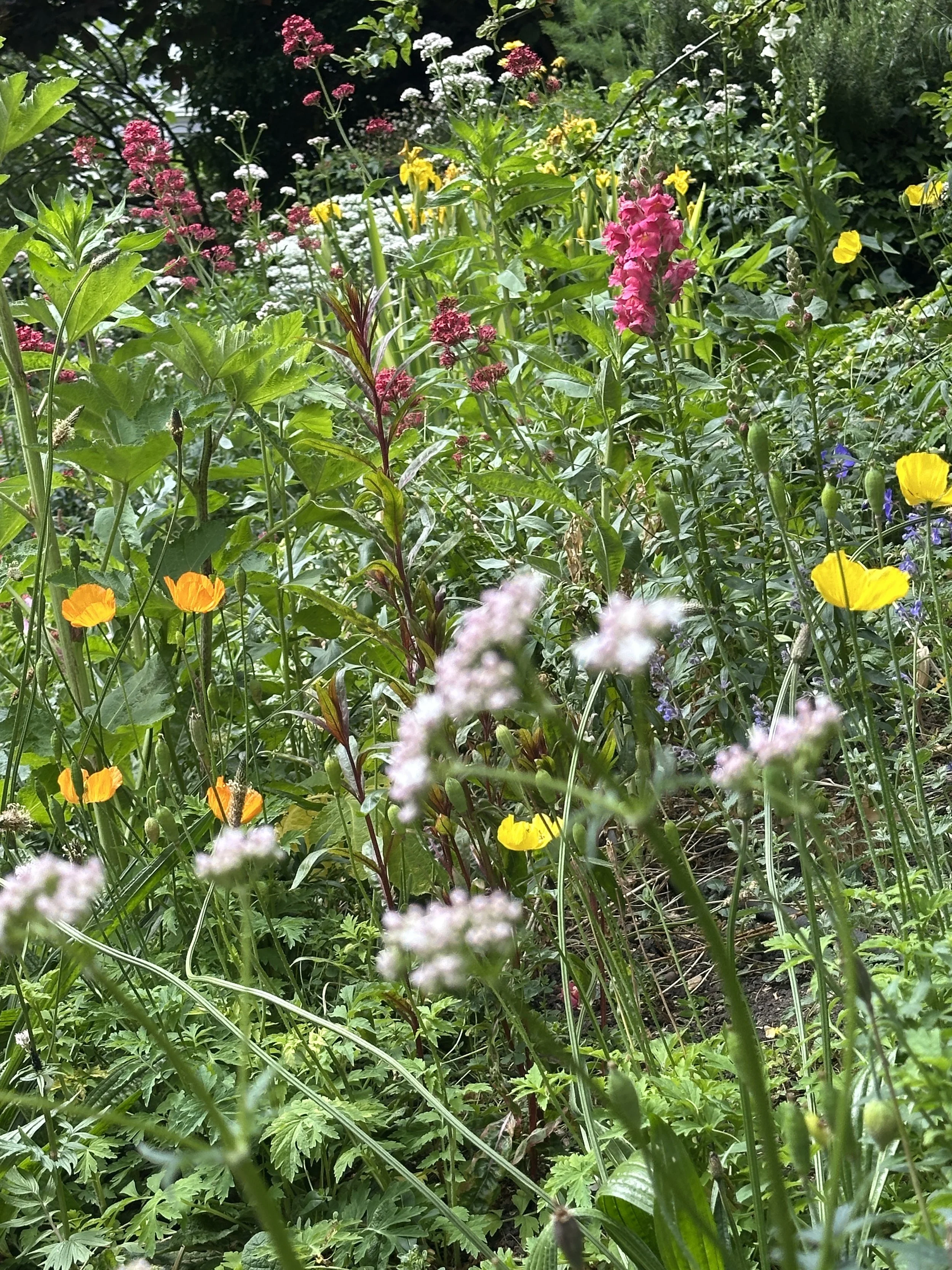 Gardening with Nature at Cecil Sharp House