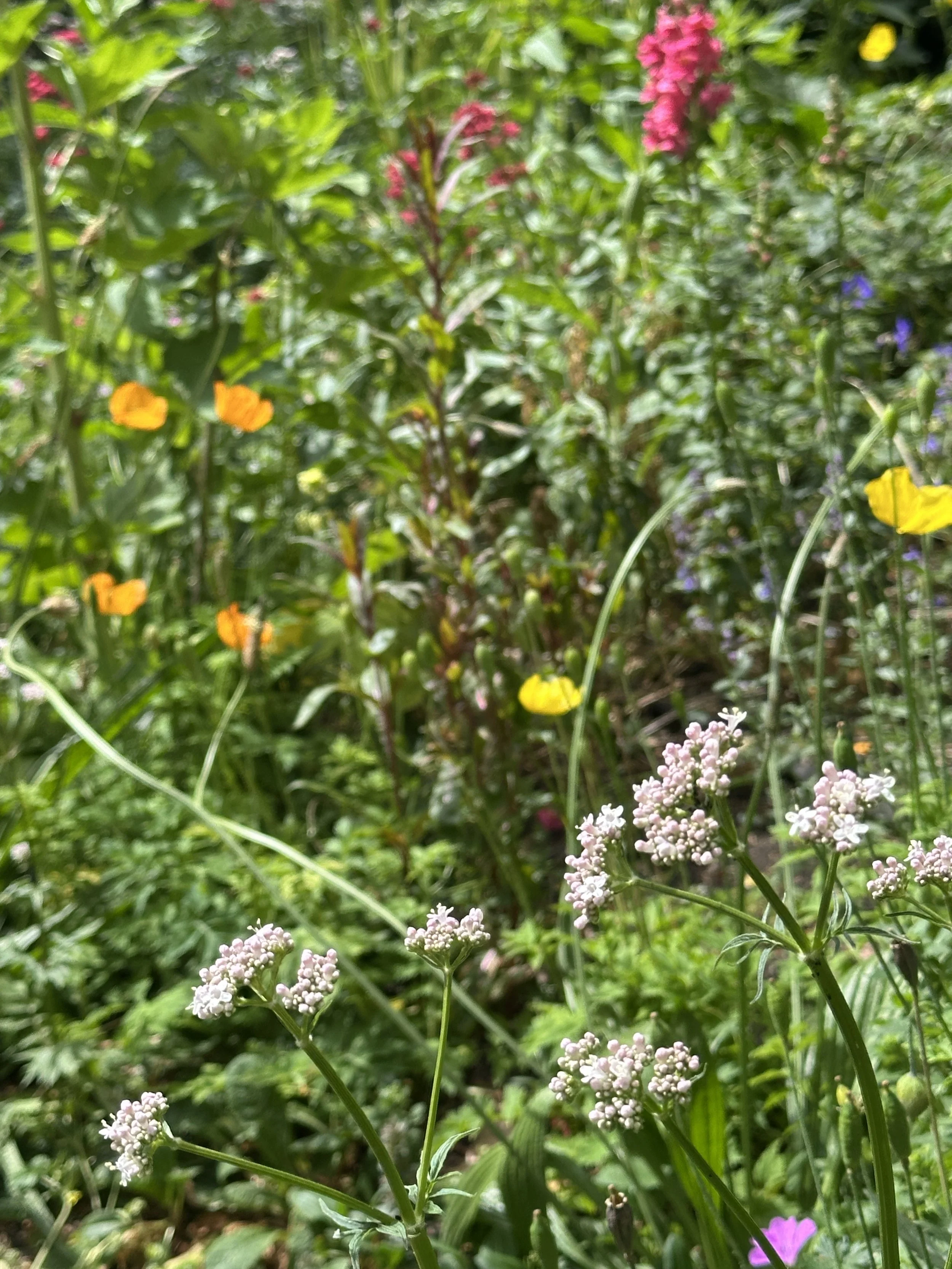 Gardening with Nature at Cecil Sharp House