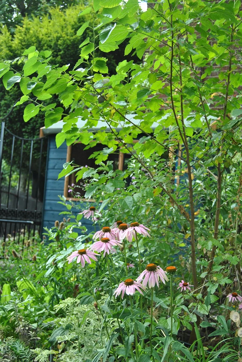 A garden full of unusual edible perennials with flowers for pollinators