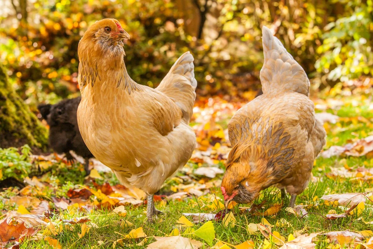 Two amerucuana chickens foraging on the ground among fallen autumn leaves in a wooded area.